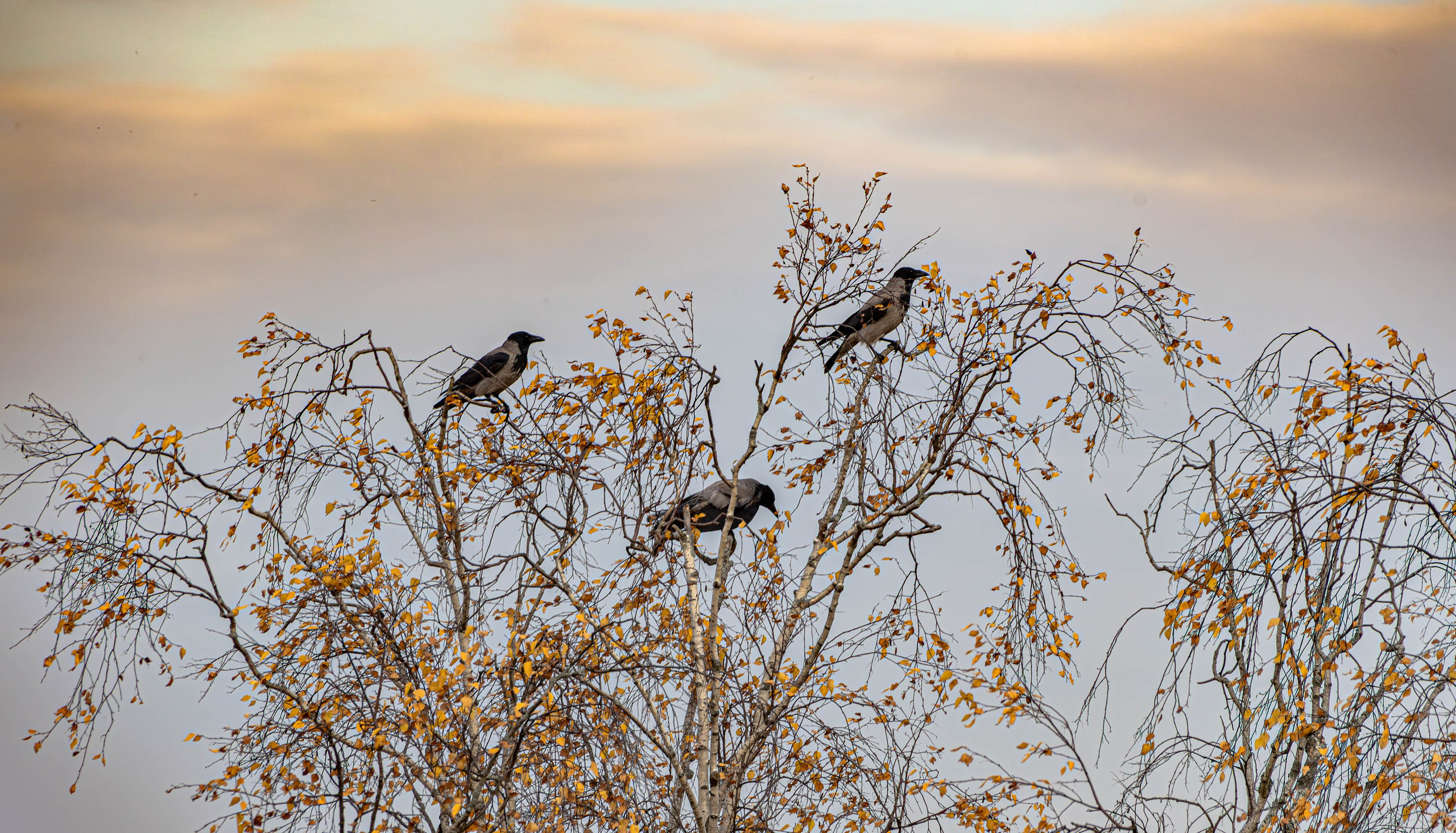 ПЛАНЕТА ЗЕМЛЯ (пейзаж). АЛЕКСЕЙ КОЛМАКОВ. Фотограф. Москва и Московская область