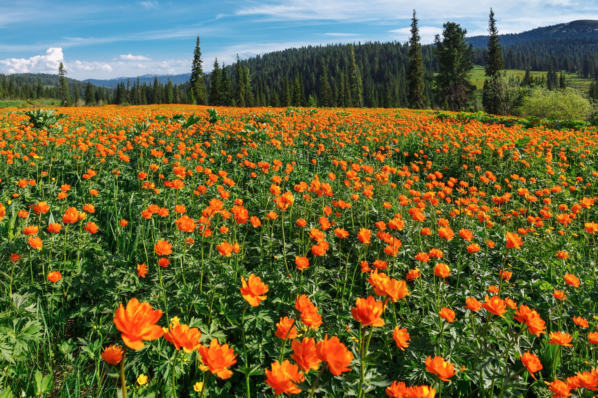Свадебный фотограф в Геленджике