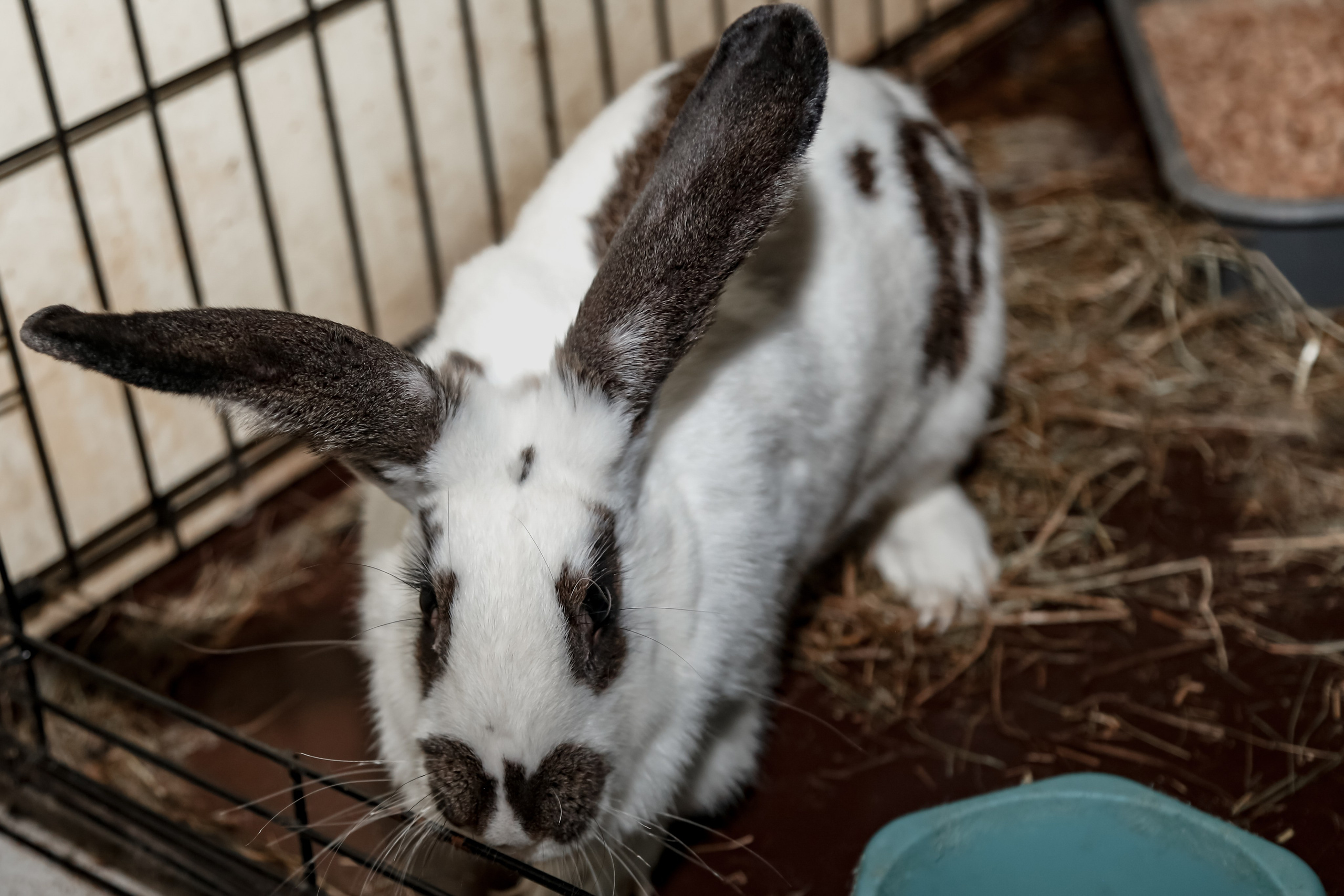 Приют Кошкин Дом Филимоша. Ваш фотограф в Оренбурге Рощупкина Екатерина