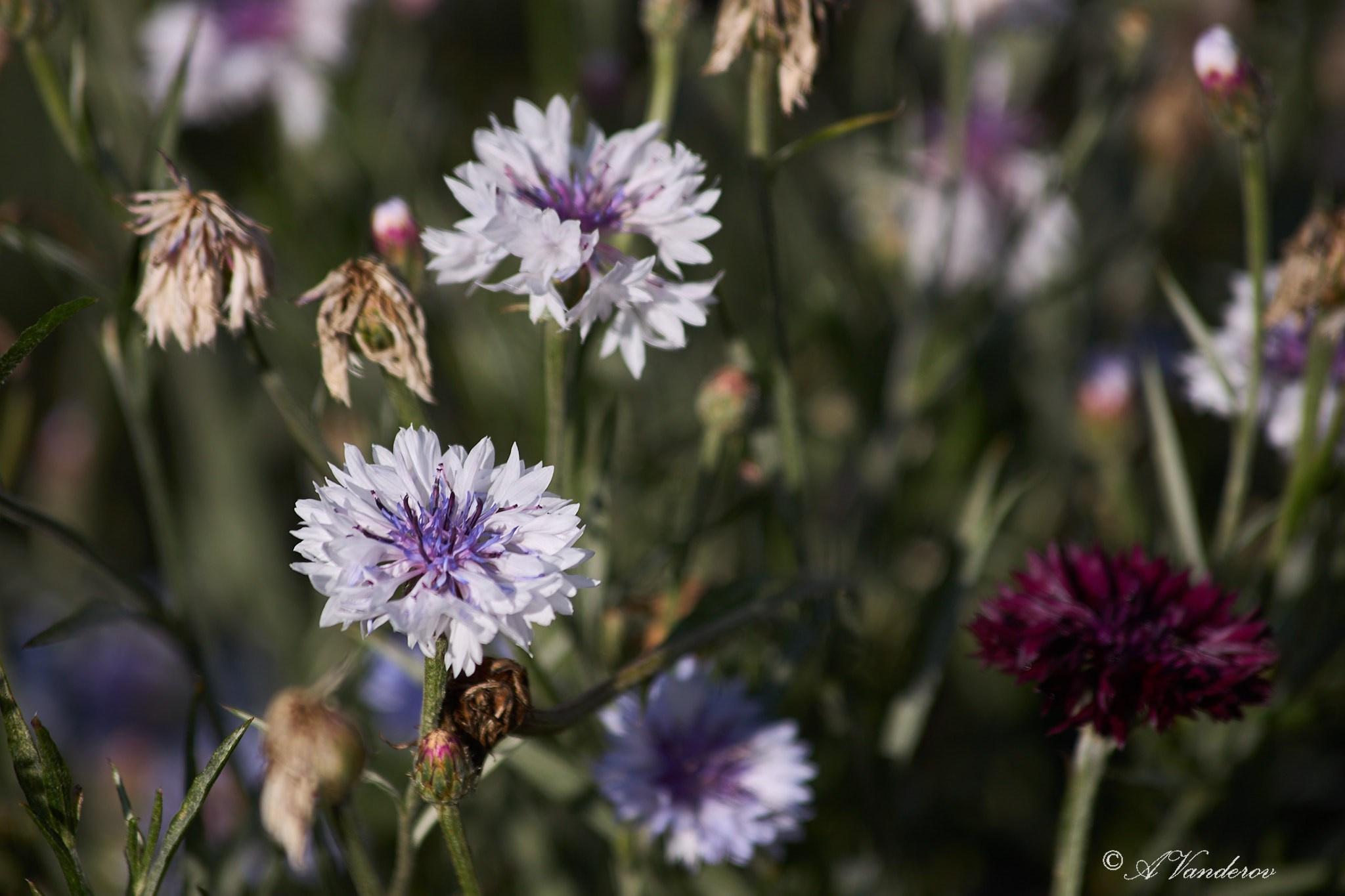 Село Савкино Баганского района Новосибирской области. Фотограф Омск | Александр Вандеров