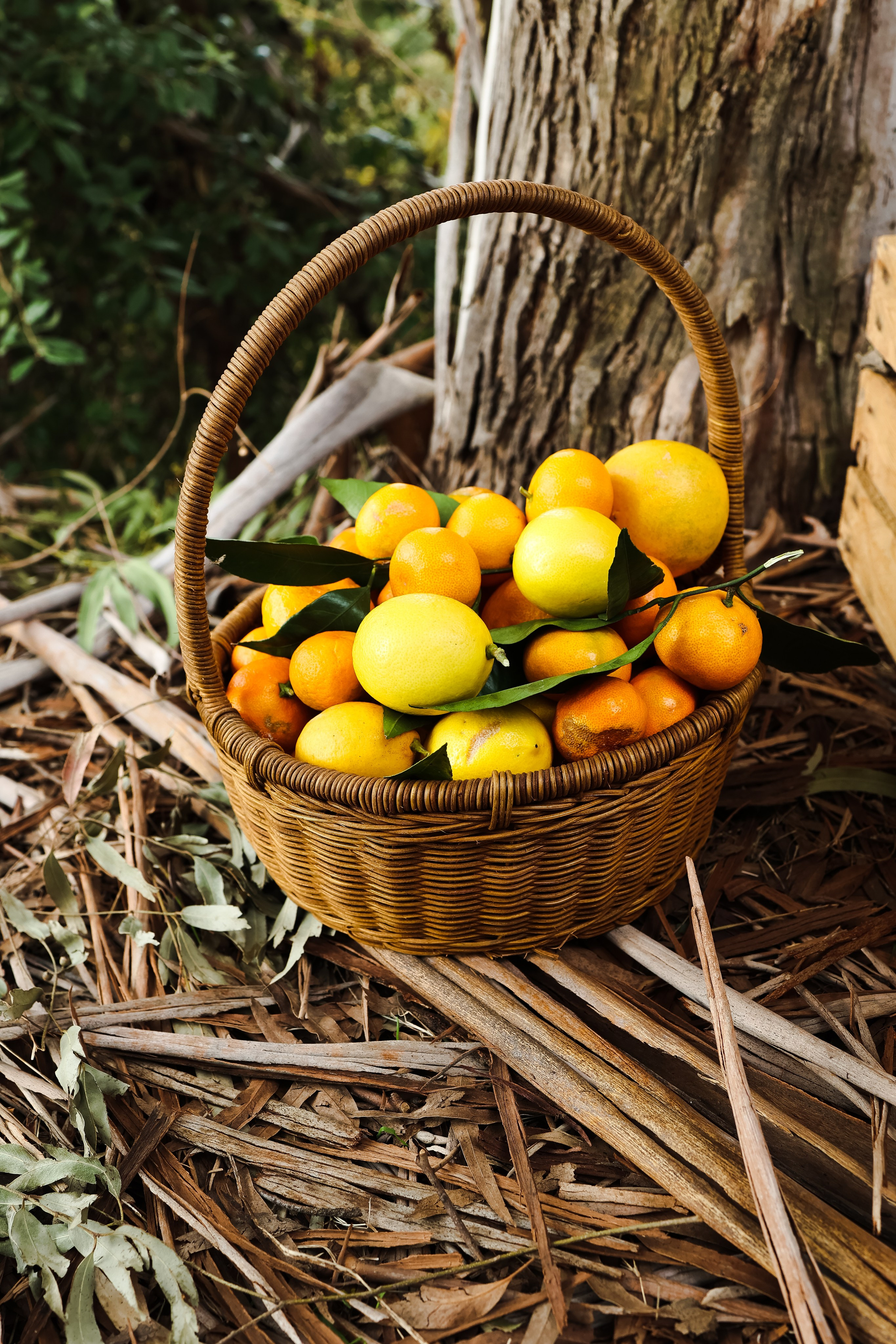 Сочи в декабре. Портретный фотограф в Санкт-Петербурге
