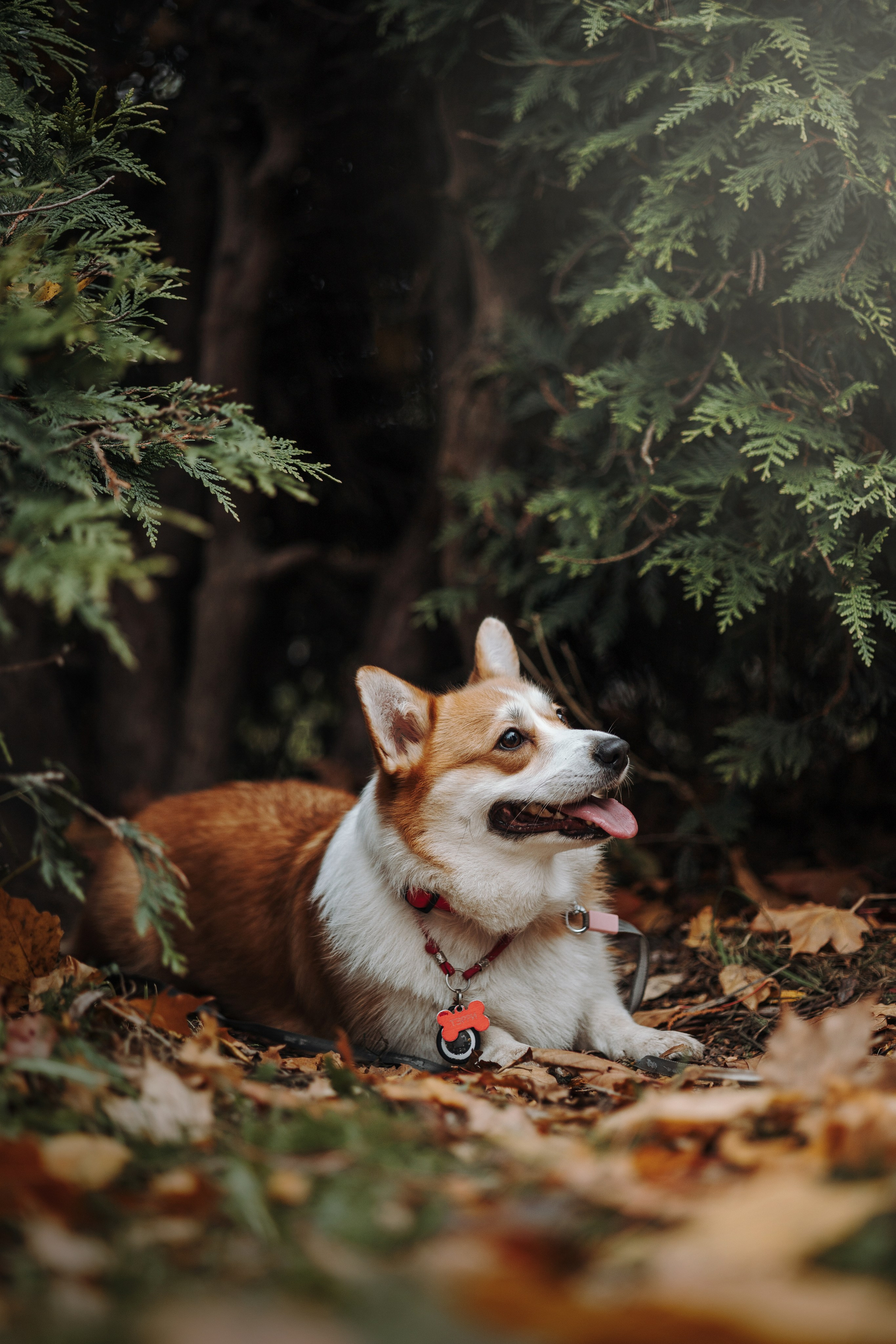 Юля и Терри. Фотограф — Анималист | Санкт-Петербург