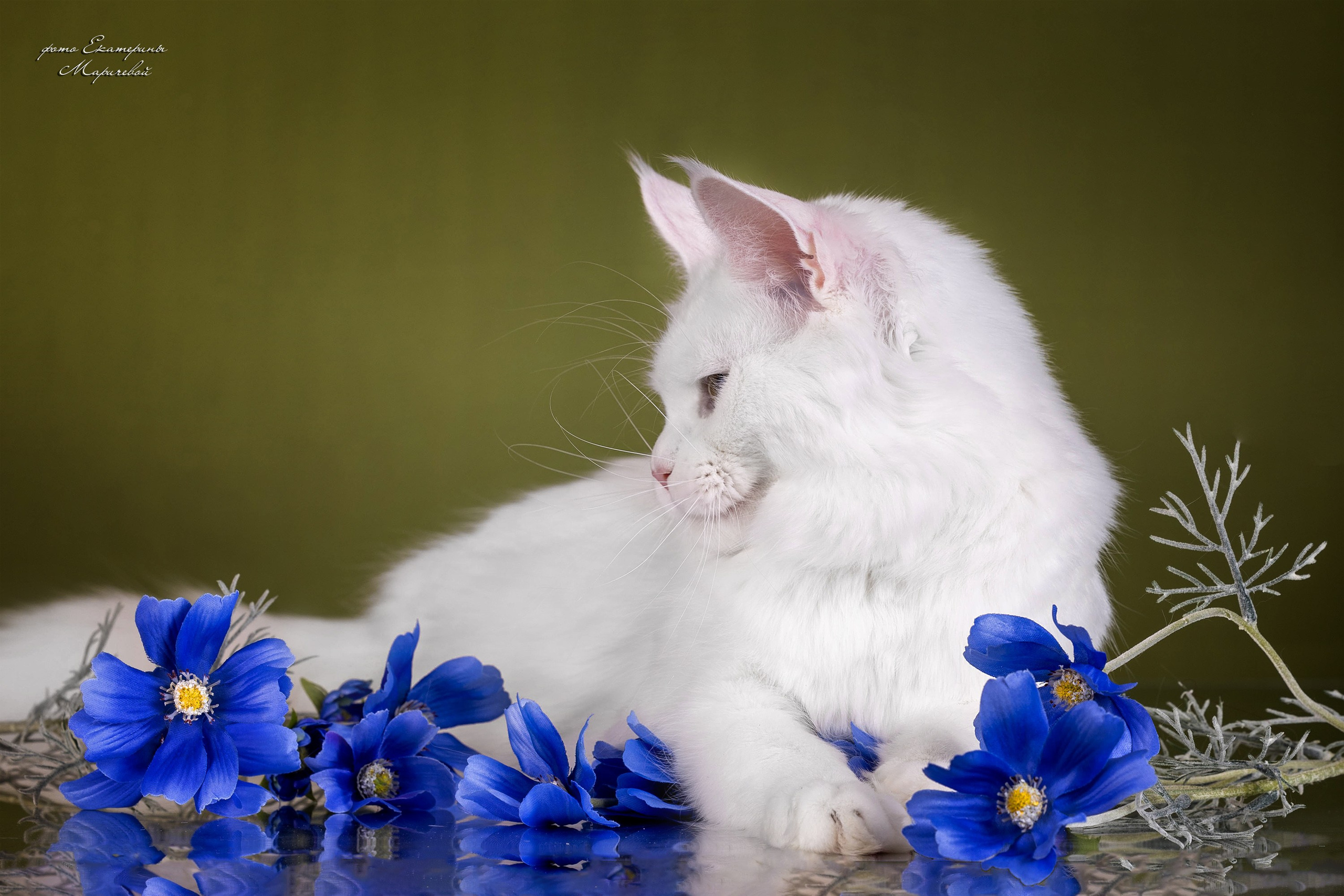 Стендовая съёмка на выставках кошек. Фотограф-анималист в Омске Екатерина Маричева