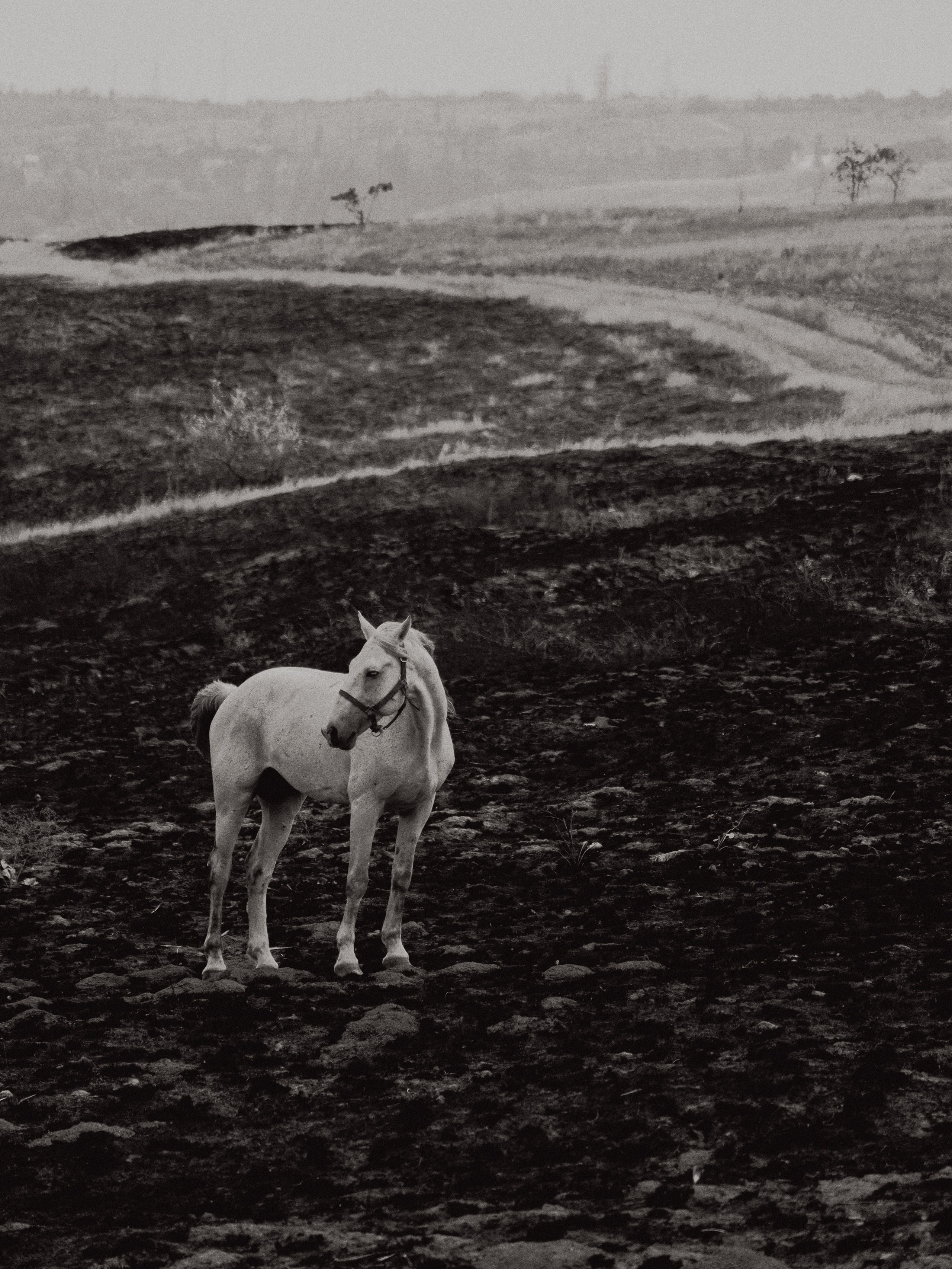 Питомцы. Кинематографичный фотограф, видеограф Лина Плешакова, Санкт-Петербург