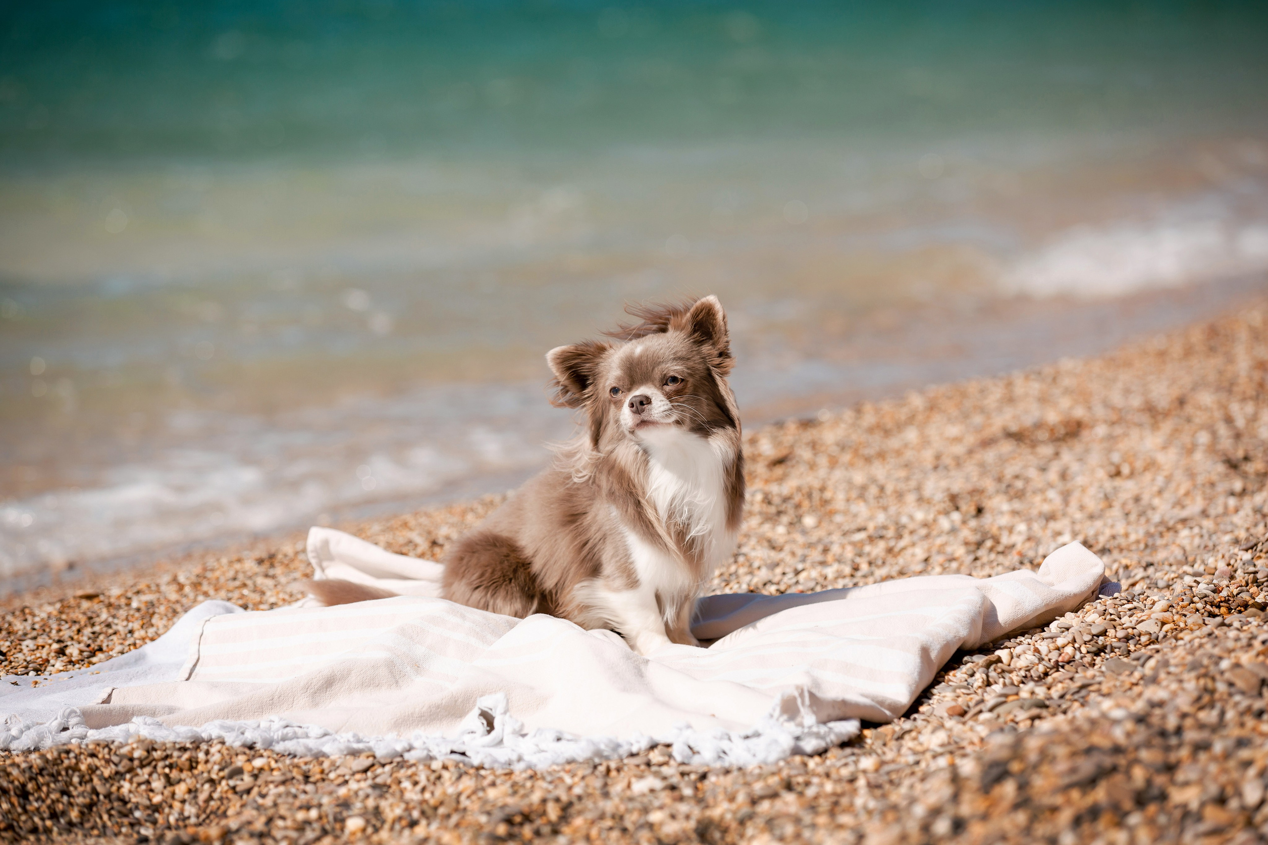 Веймаранер и чихуахуа в Крыму. Фотограф-анималист в Краснодаре Маша Мельникова