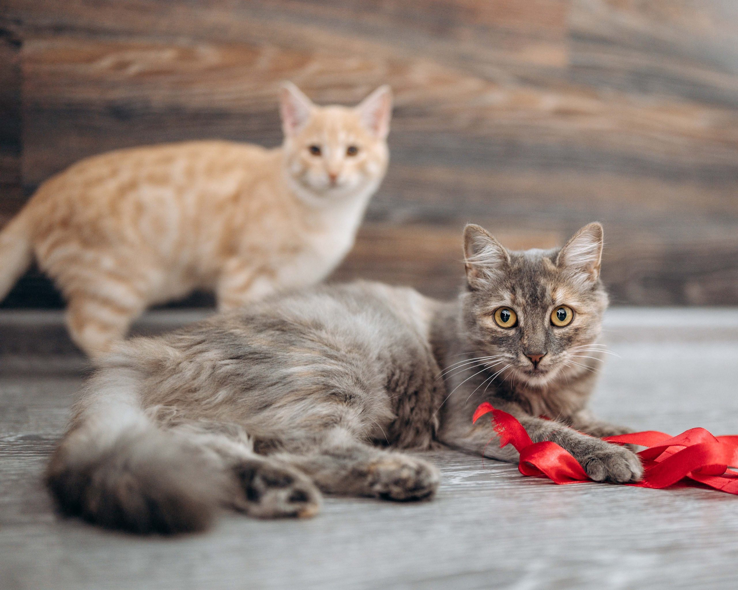 Животные. Фотограф Сочи-Краснодар