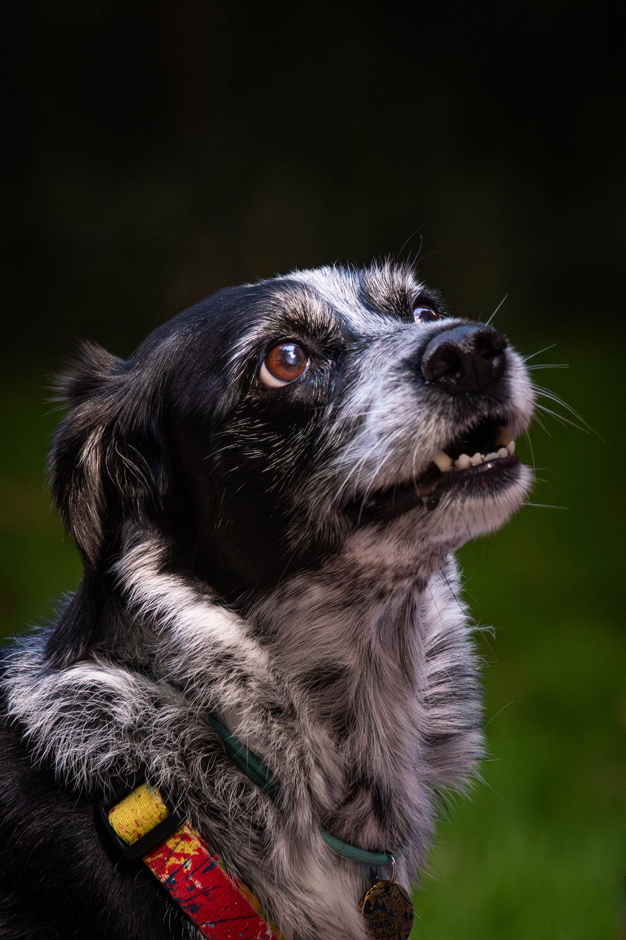 Берта, Ангелина и Витя. Фотограф Светлана Блинова, Москва и Московская область