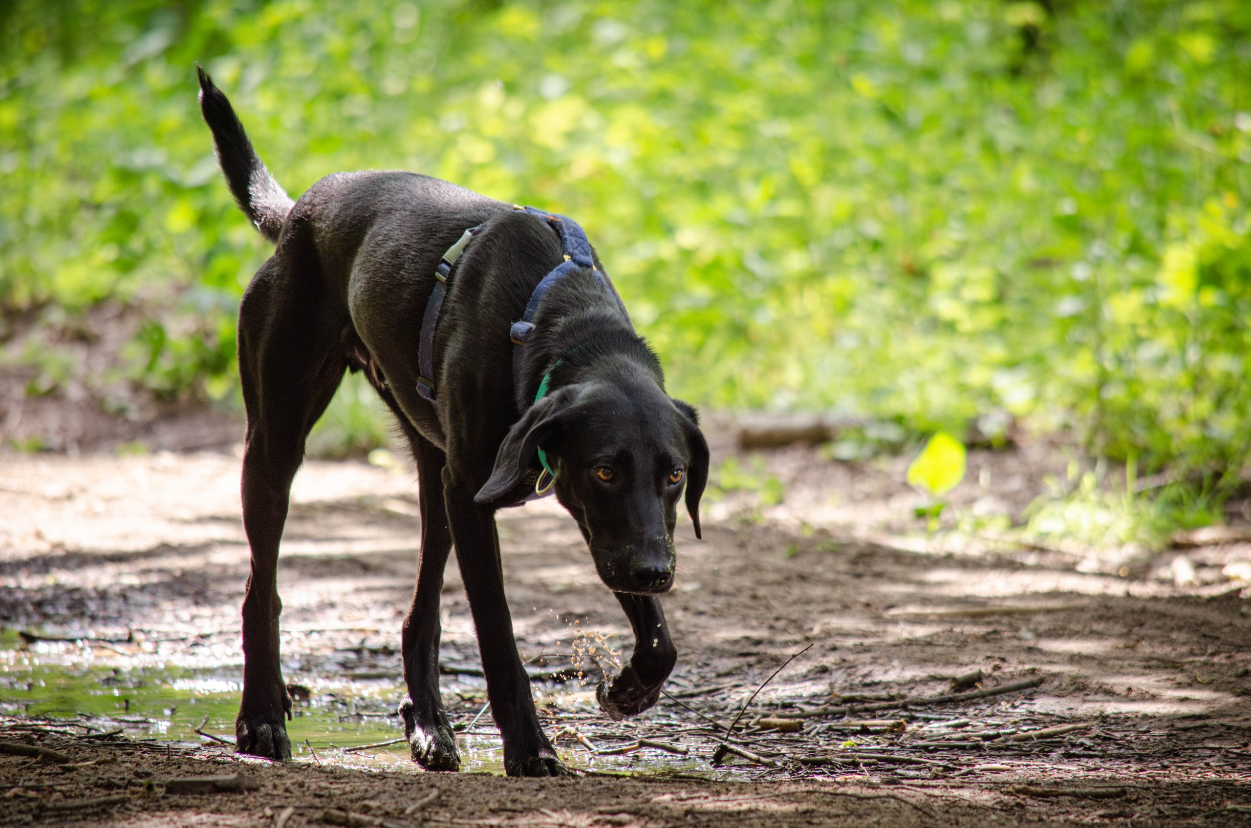 Мира и Барон. Фотограф Светлана Блинова, Москва и Московская область
