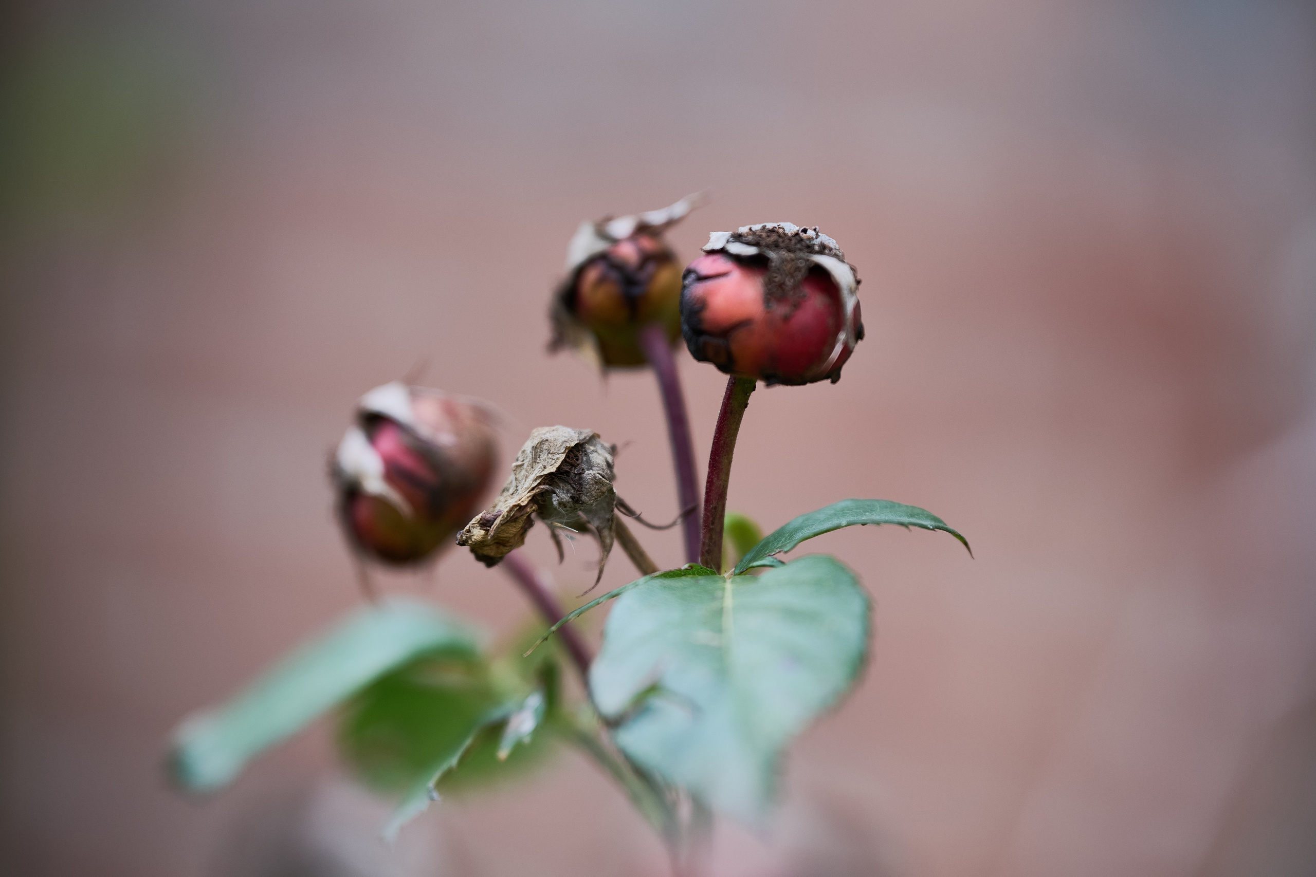 Краснореченское. Луганская область. Фотопроект «Территории»