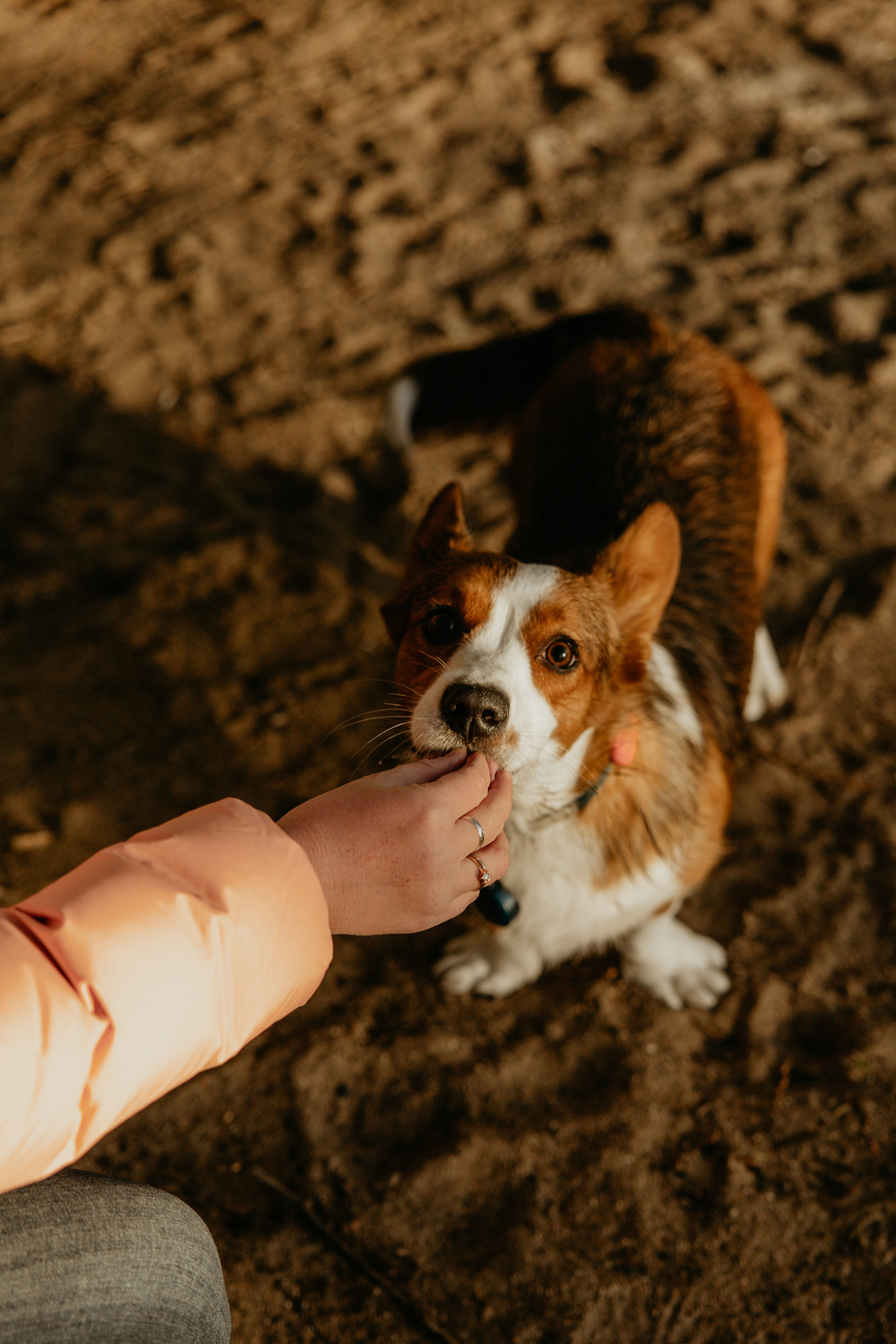 С Корги на Минском море. Свадебный и портретный фотограф Минск Евсович Инна