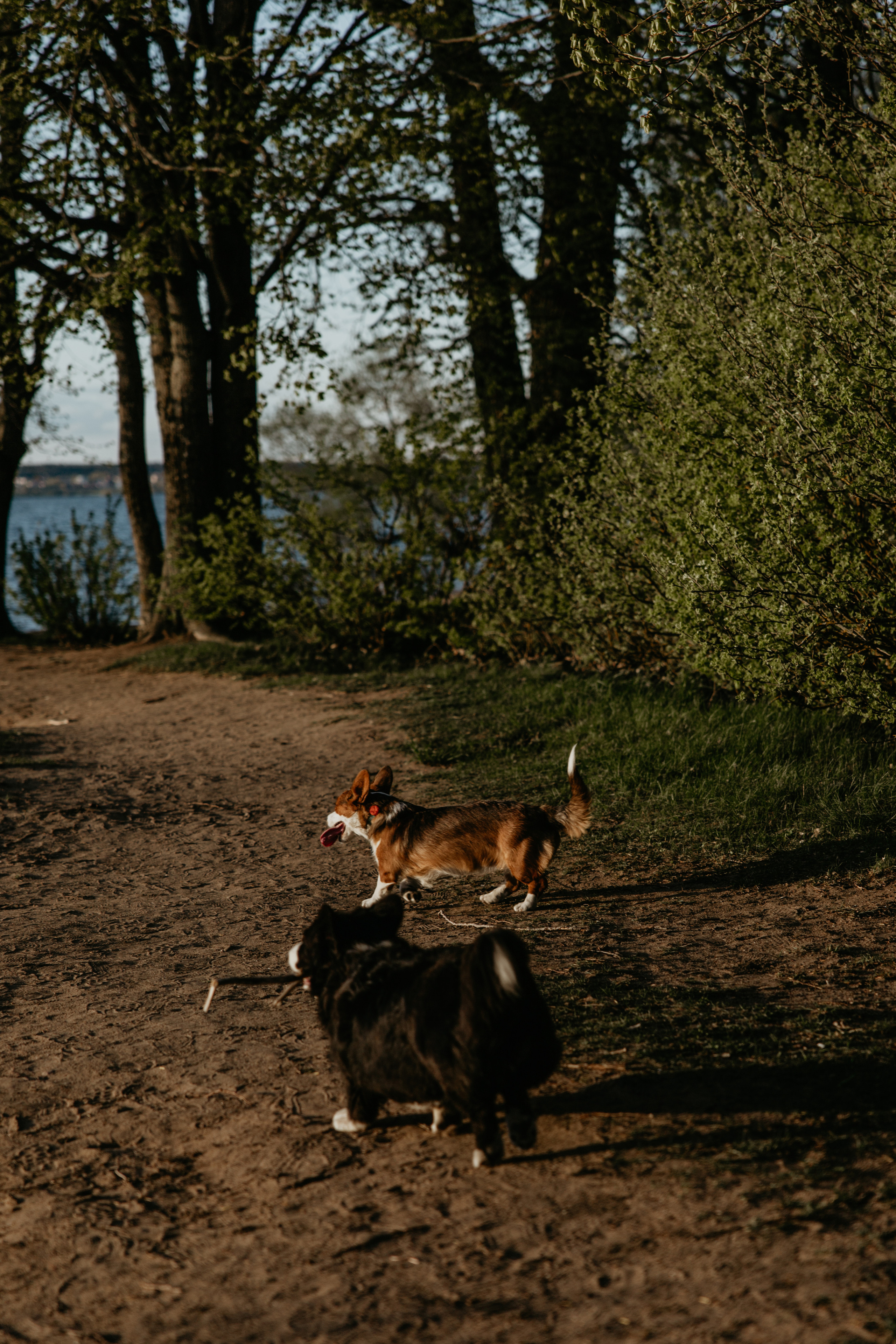С Корги на Минском море. Свадебный и портретный фотограф Минск Евсович Инна