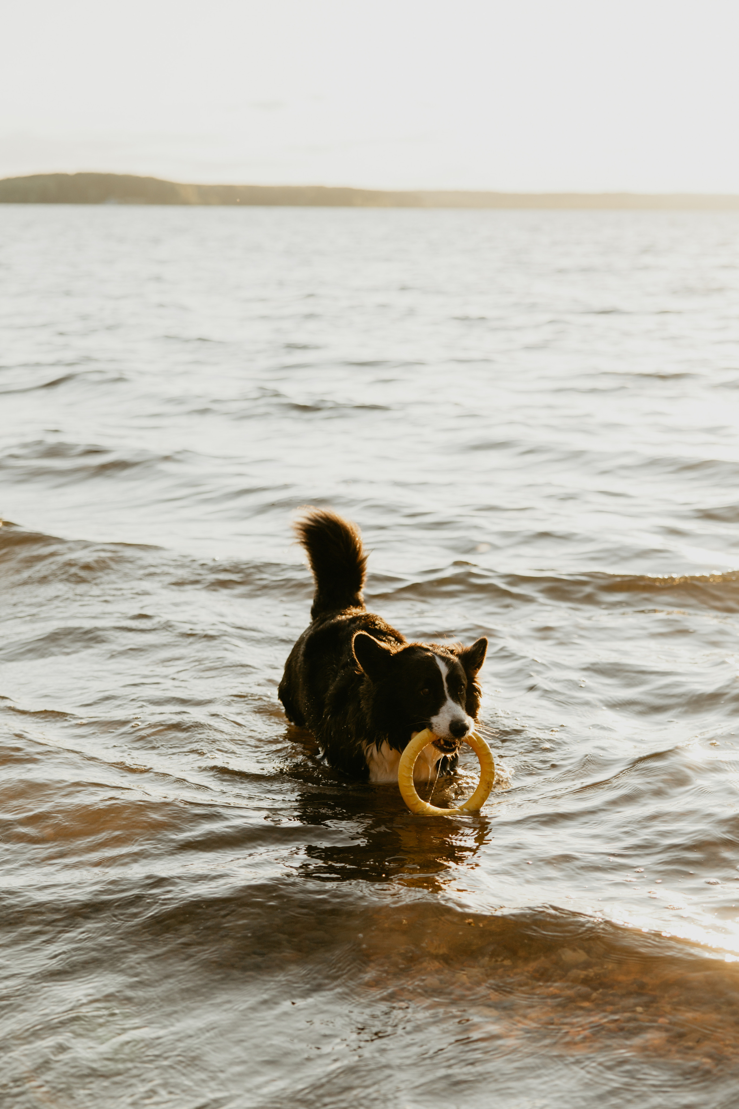 С Корги на Минском море. Свадебный и портретный фотограф Минск Евсович Инна