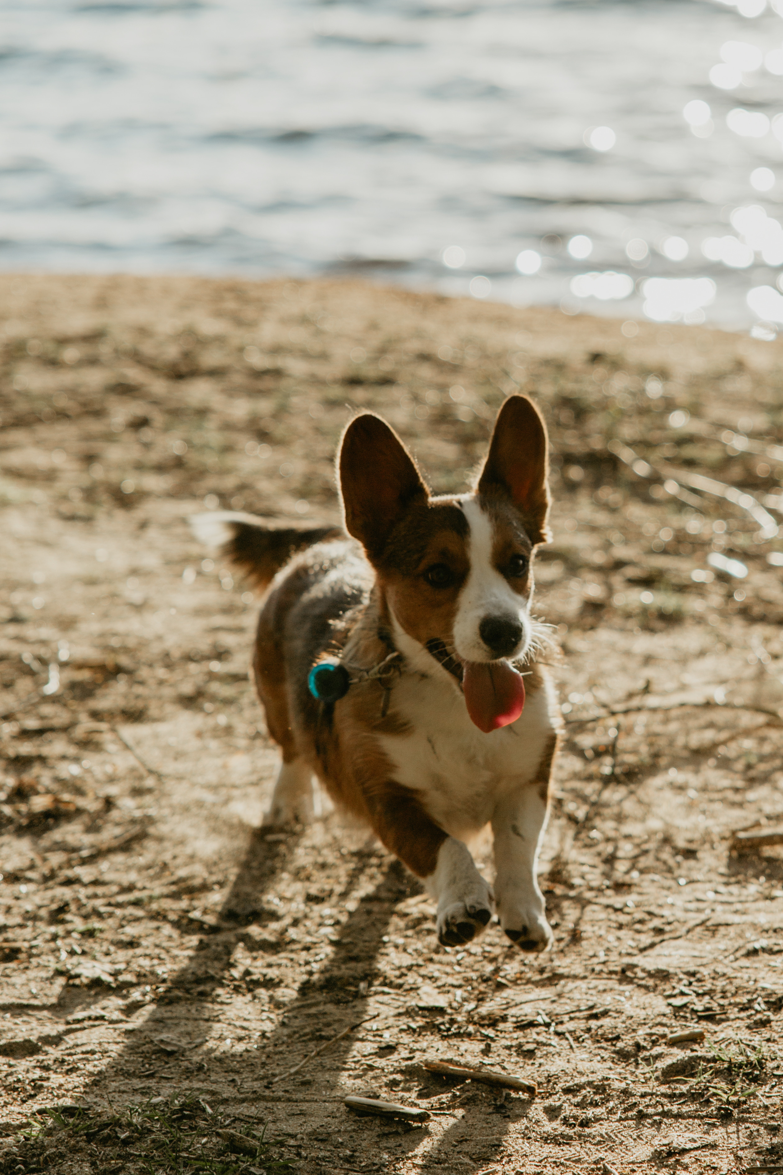 С Корги на Минском море. Свадебный и портретный фотограф Минск Евсович Инна