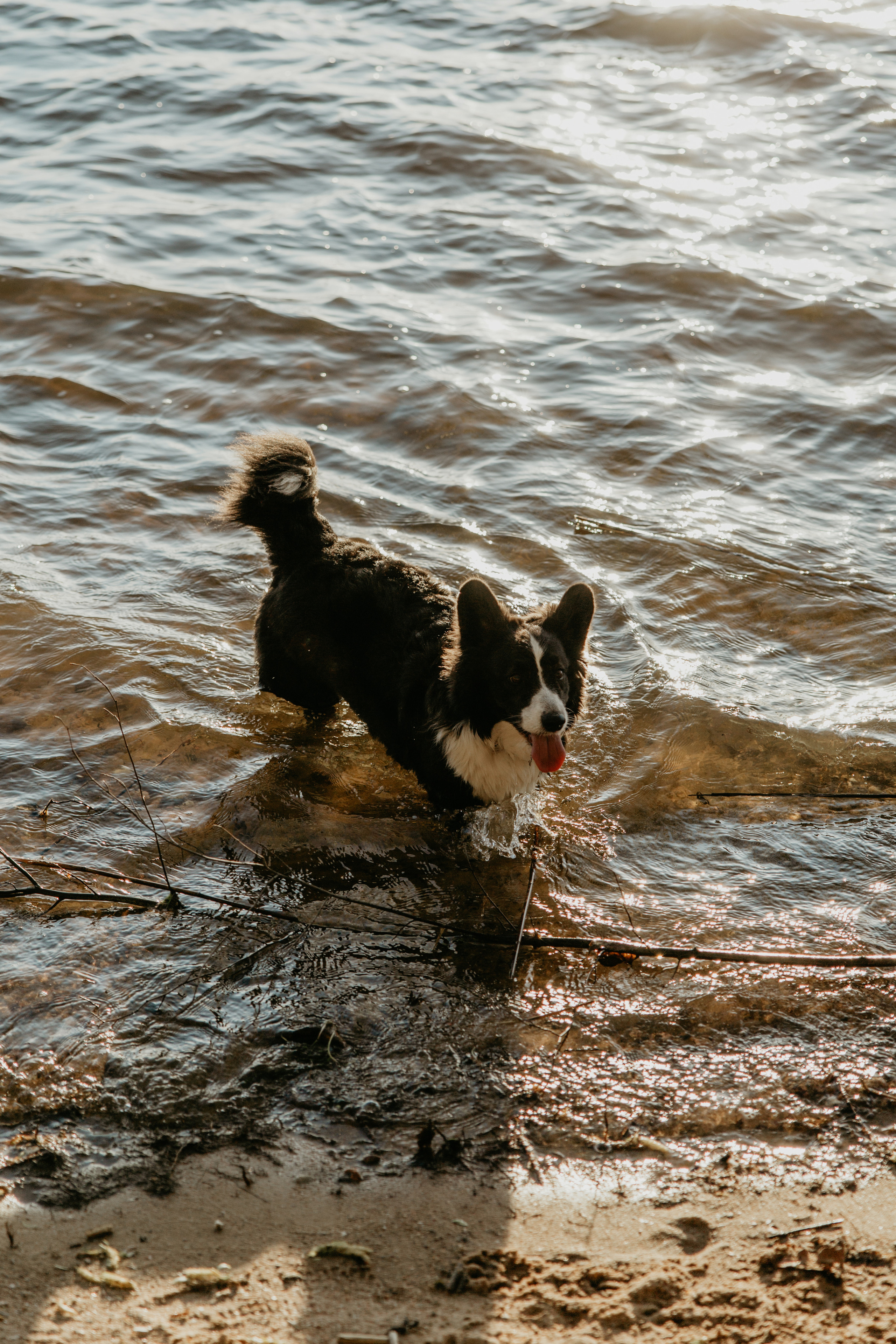 С Корги на Минском море. Свадебный и портретный фотограф Минск Евсович Инна