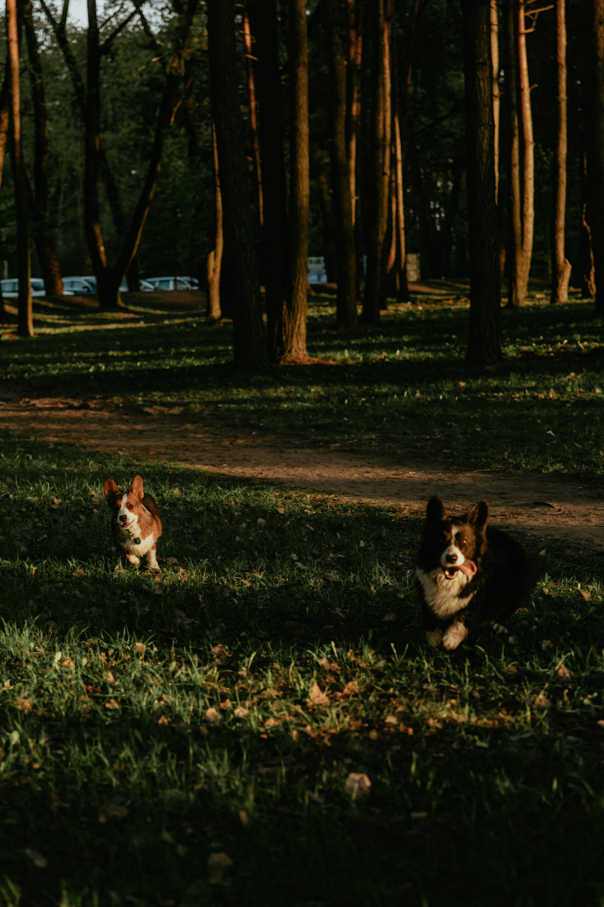 С Корги на Минском море. Свадебный и портретный фотограф Минск Евсович Инна