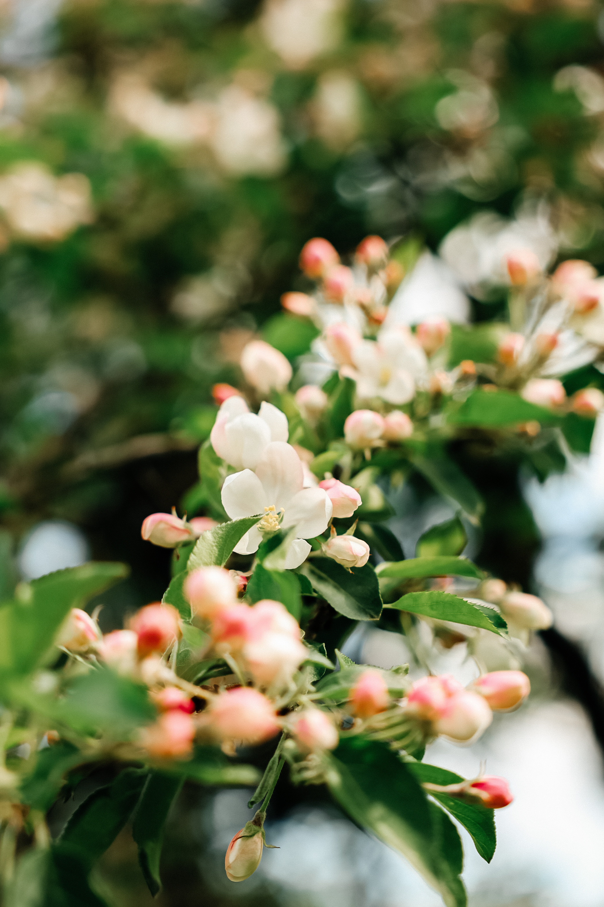 На улице весной. Свадебный и портретный фотограф Минск Евсович Инна