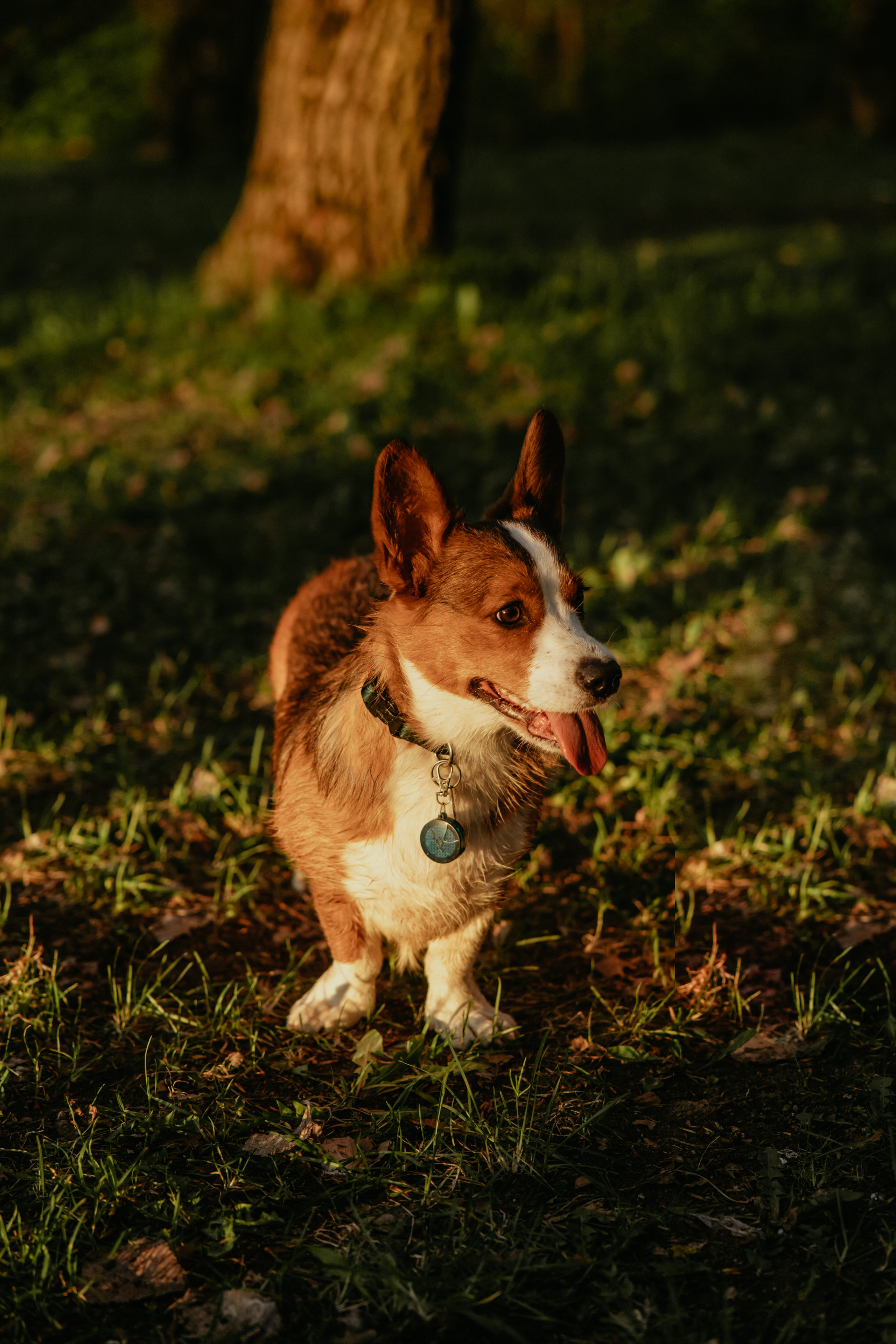 С Корги на Минском море. Свадебный и портретный фотограф Минск Евсович Инна