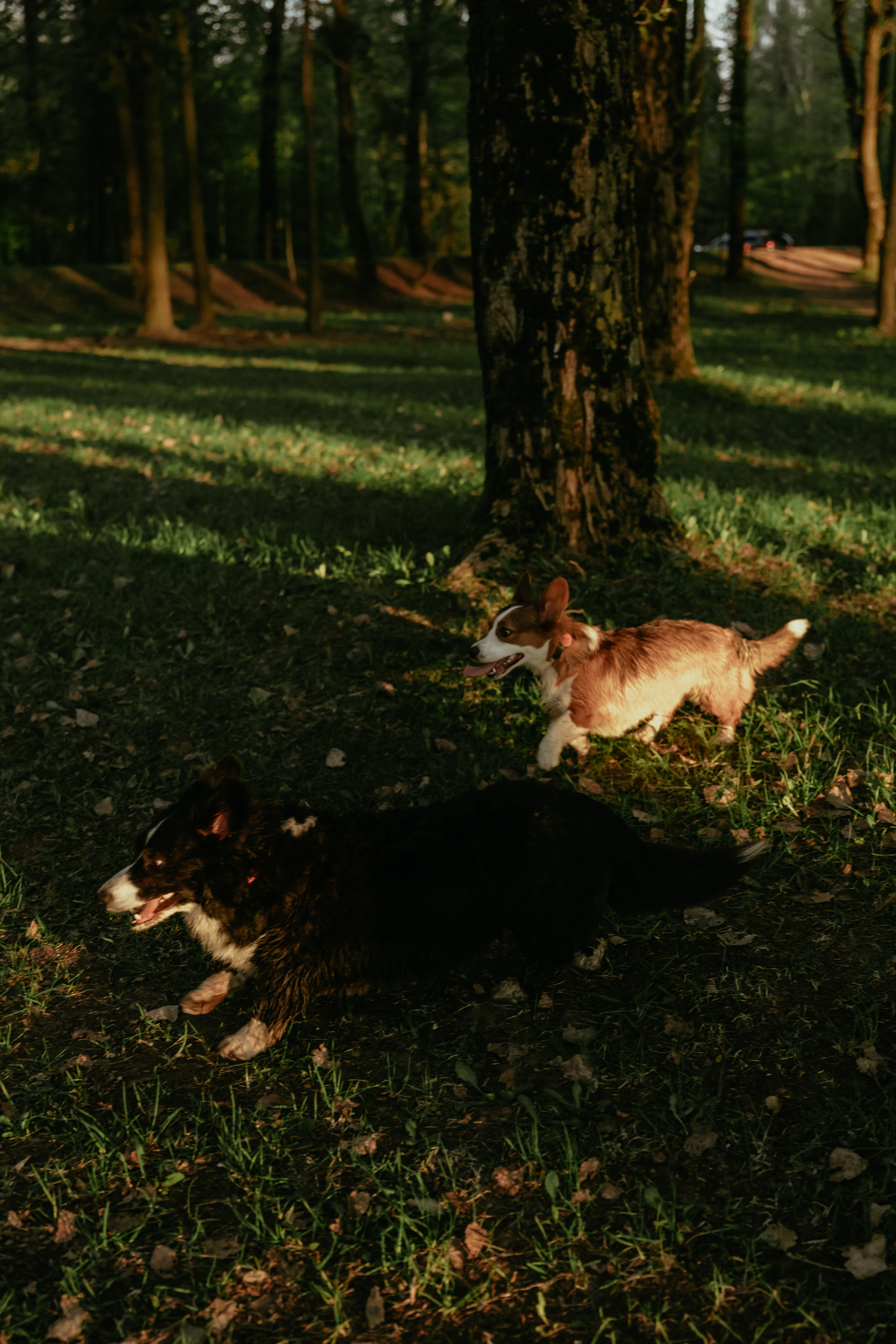 С Корги на Минском море. Свадебный и портретный фотограф Минск Евсович Инна