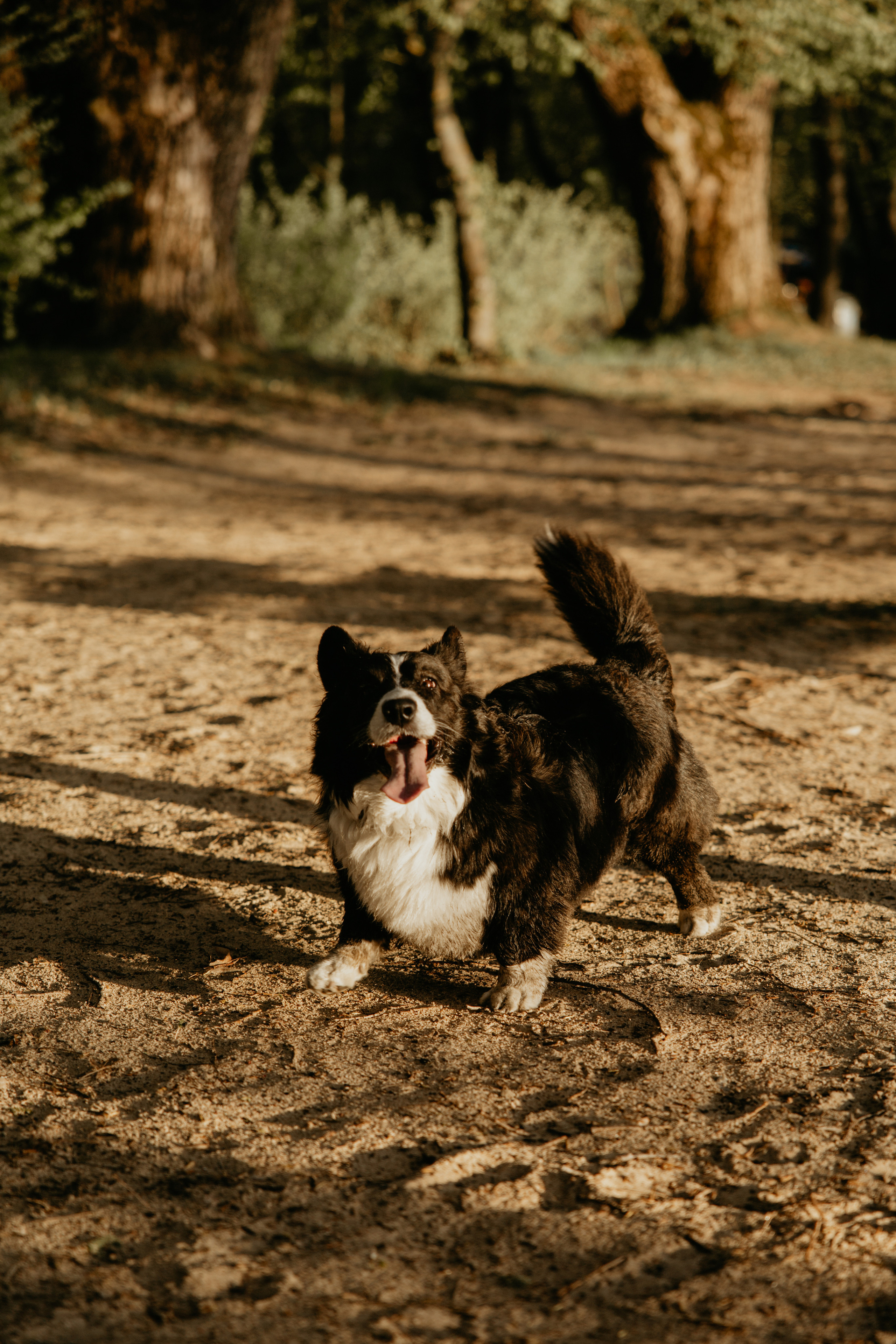 С Корги на Минском море. Свадебный и портретный фотограф Минск Евсович Инна