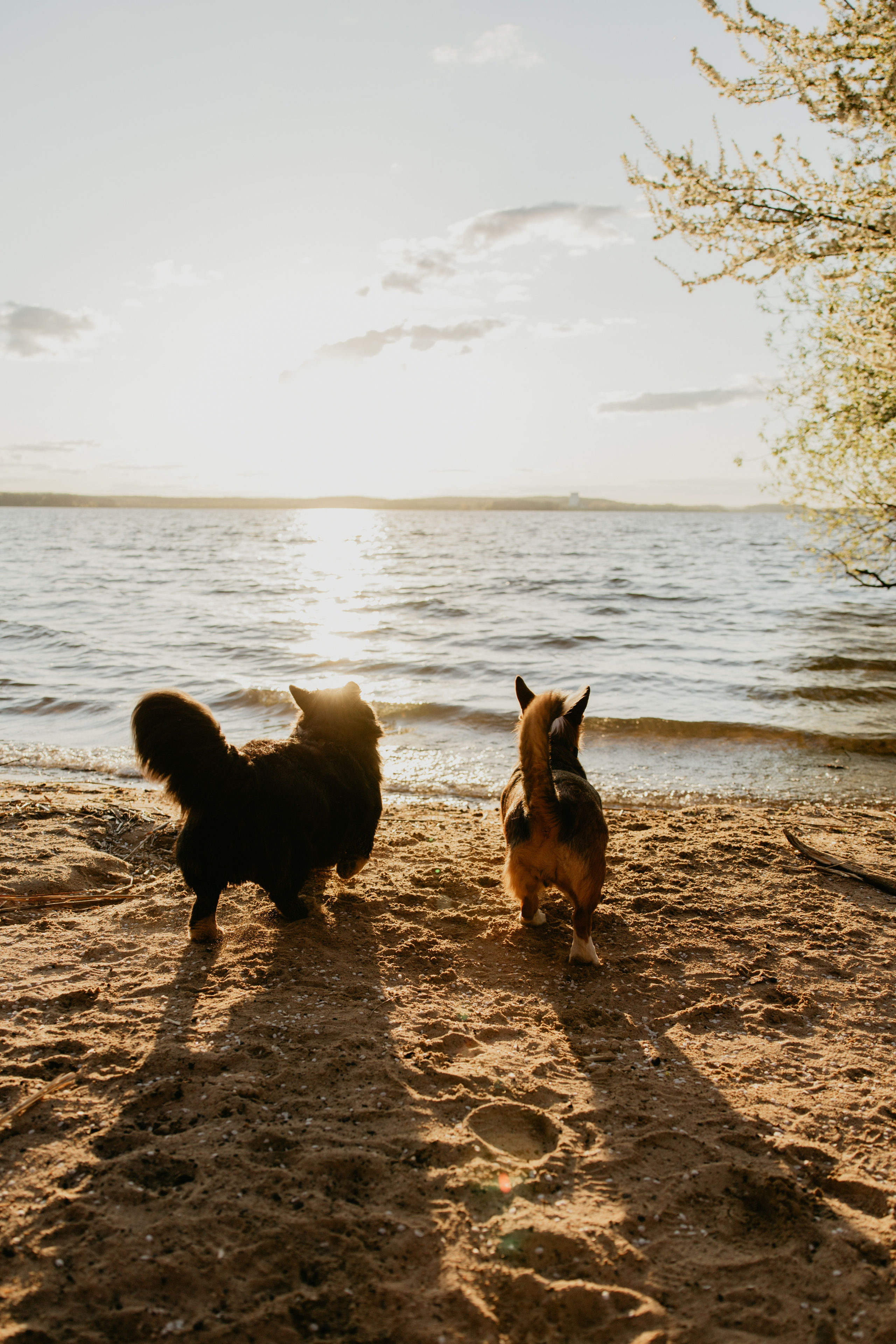 С Корги на Минском море. Свадебный и портретный фотограф Минск Евсович Инна