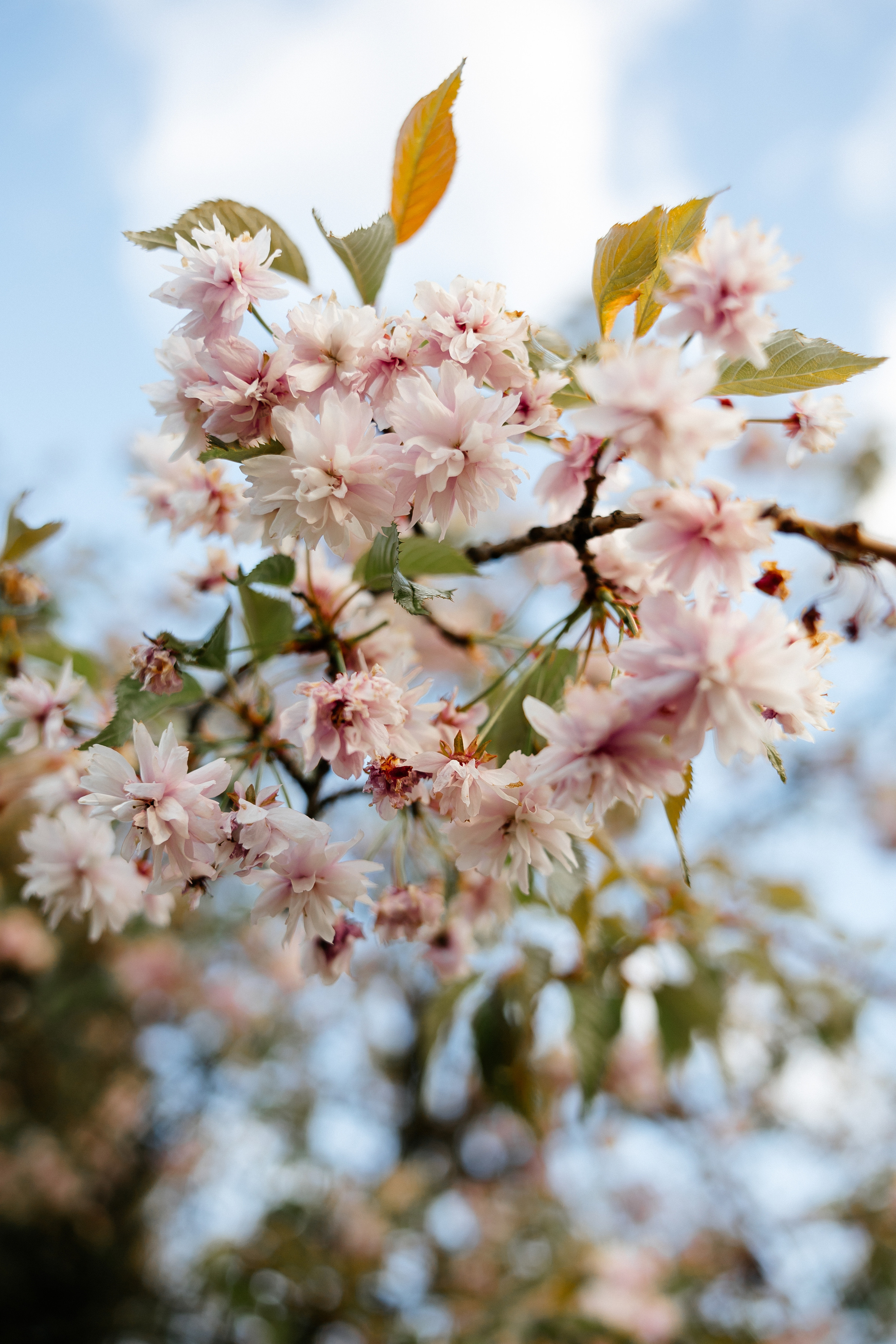 Кирилл и Вероника. Свадебный и портретный фотограф Минск Евсович Инна