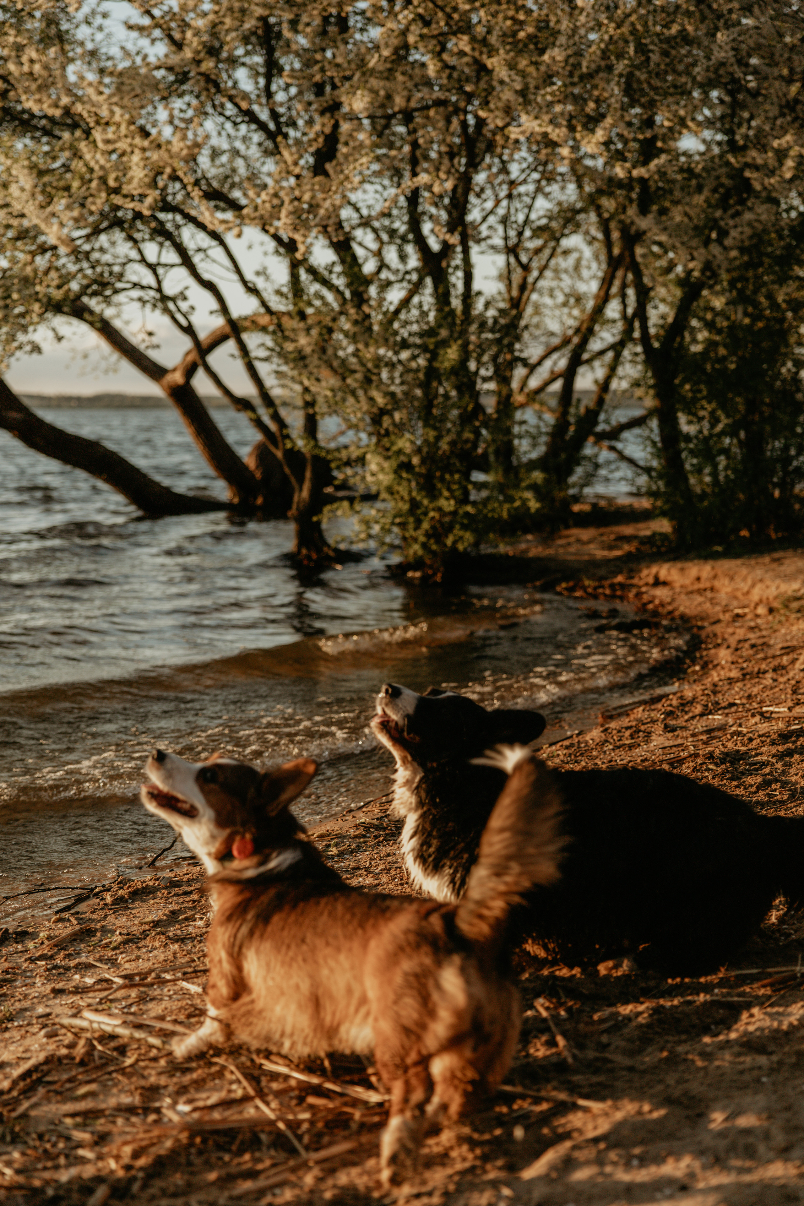 С Корги на Минском море. Свадебный и портретный фотограф Минск Евсович Инна