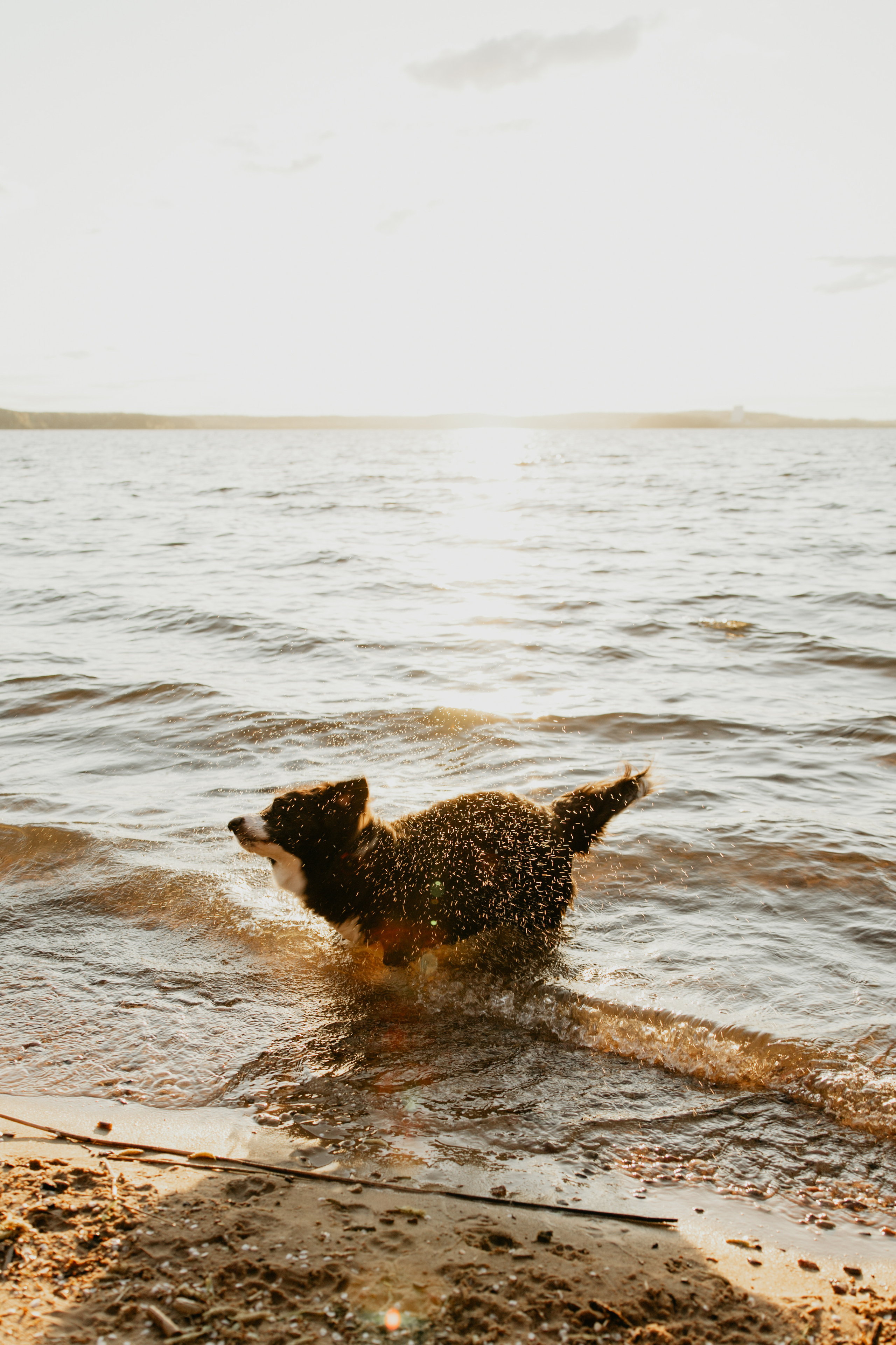 С Корги на Минском море. Свадебный и портретный фотограф Минск Евсович Инна