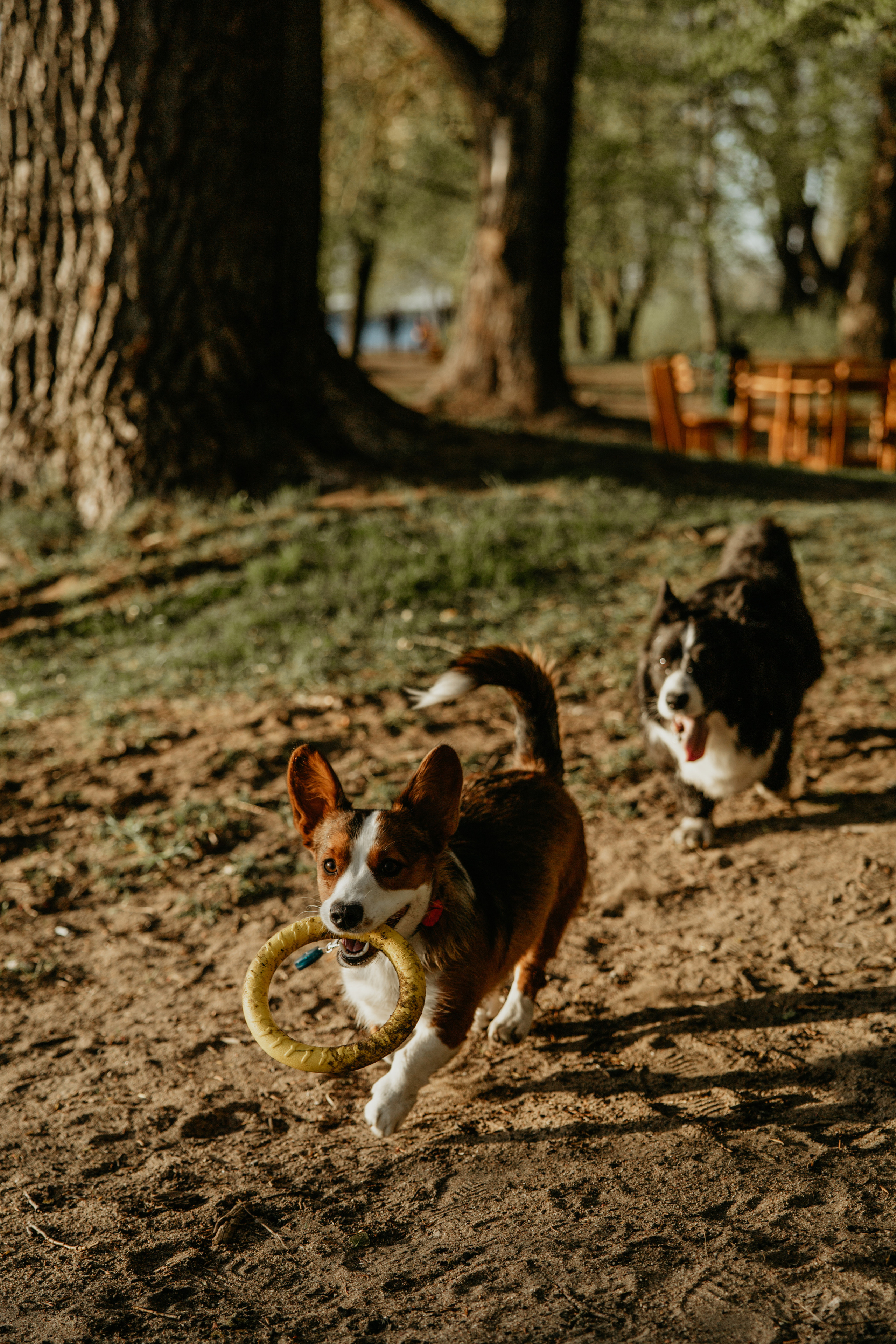С Корги на Минском море. Свадебный и портретный фотограф Минск Евсович Инна