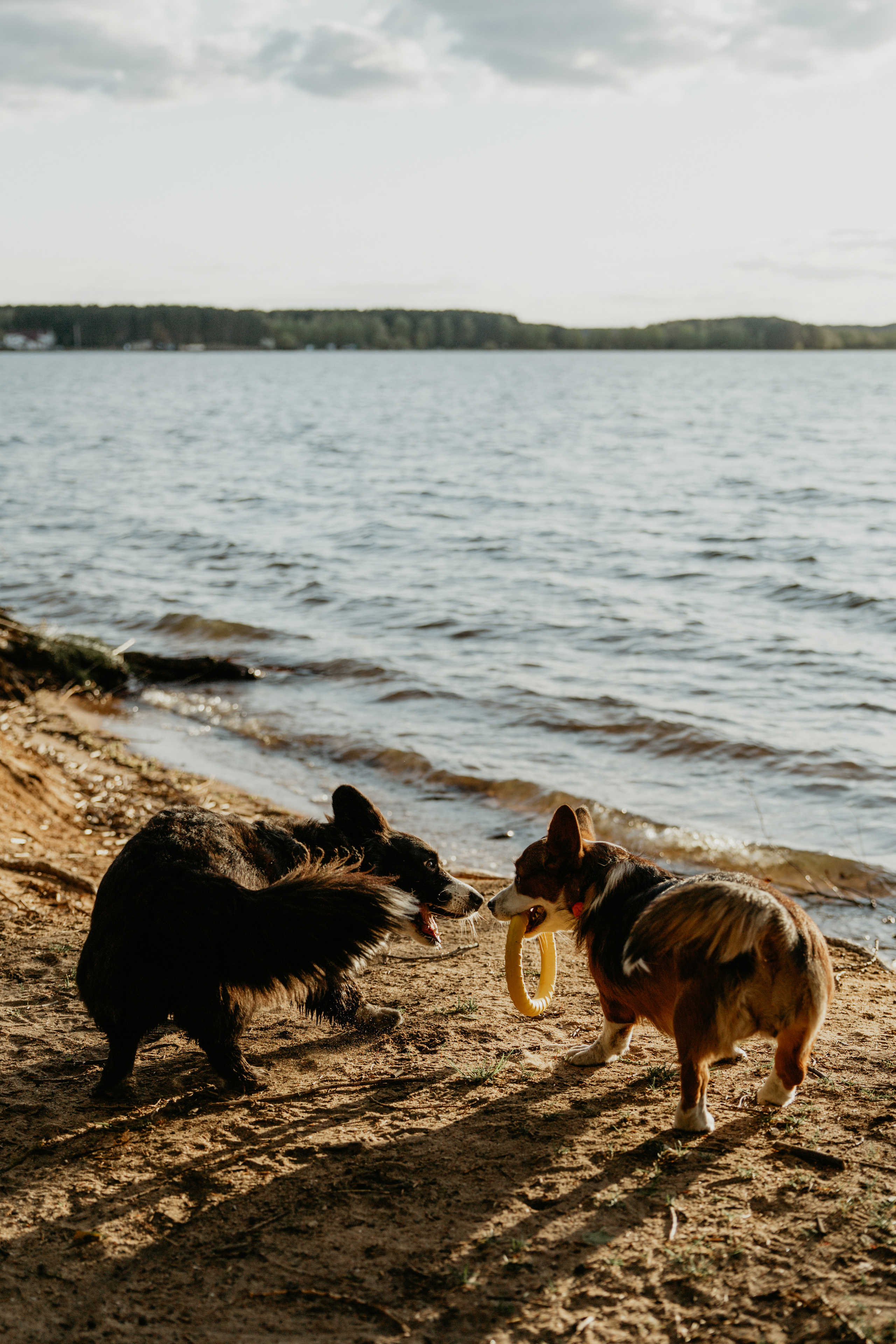 С Корги на Минском море. Свадебный и портретный фотограф Минск Евсович Инна