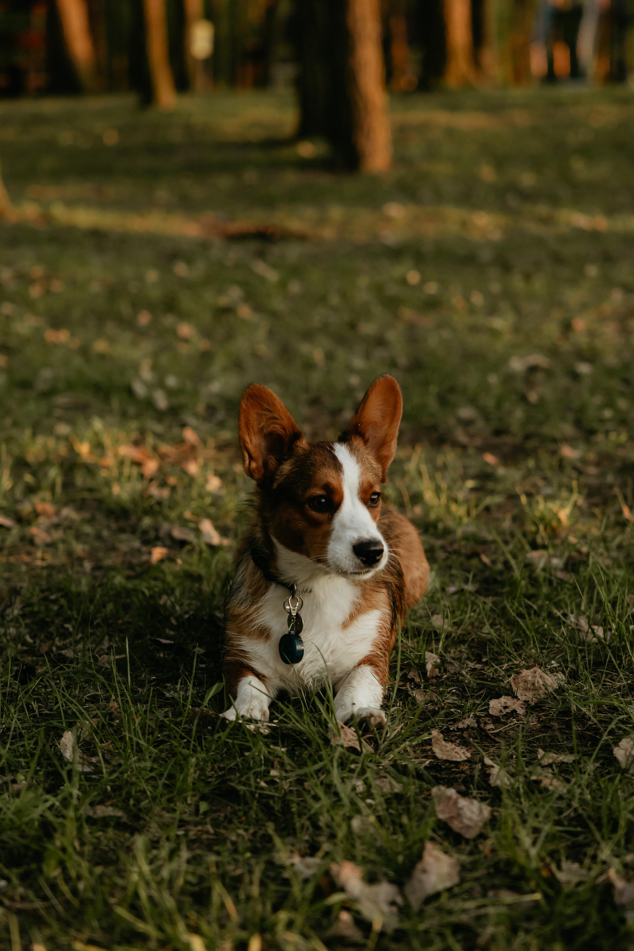 С Корги на Минском море. Свадебный и портретный фотограф Минск Евсович Инна