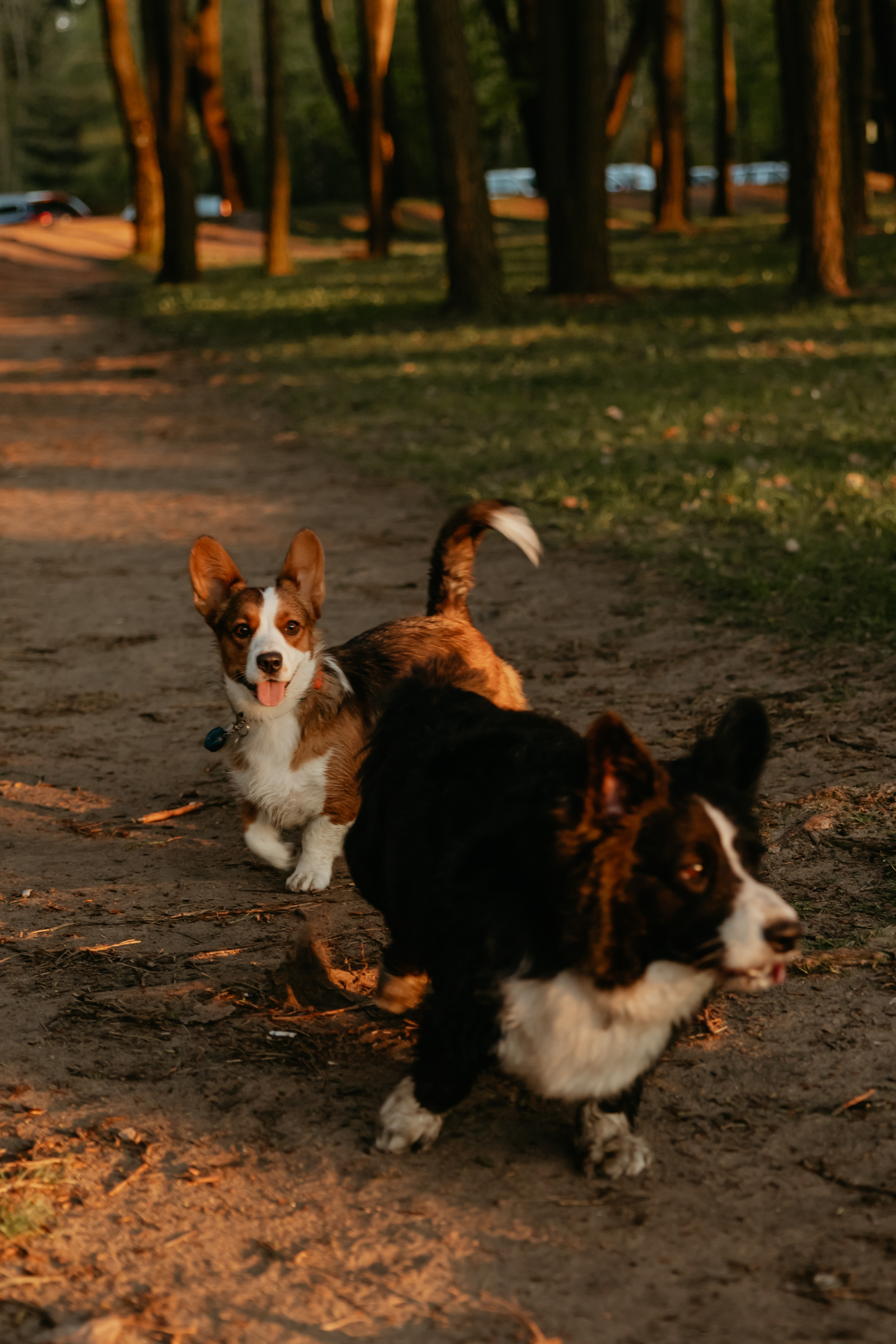 С Корги на Минском море. Свадебный и портретный фотограф Минск Евсович Инна
