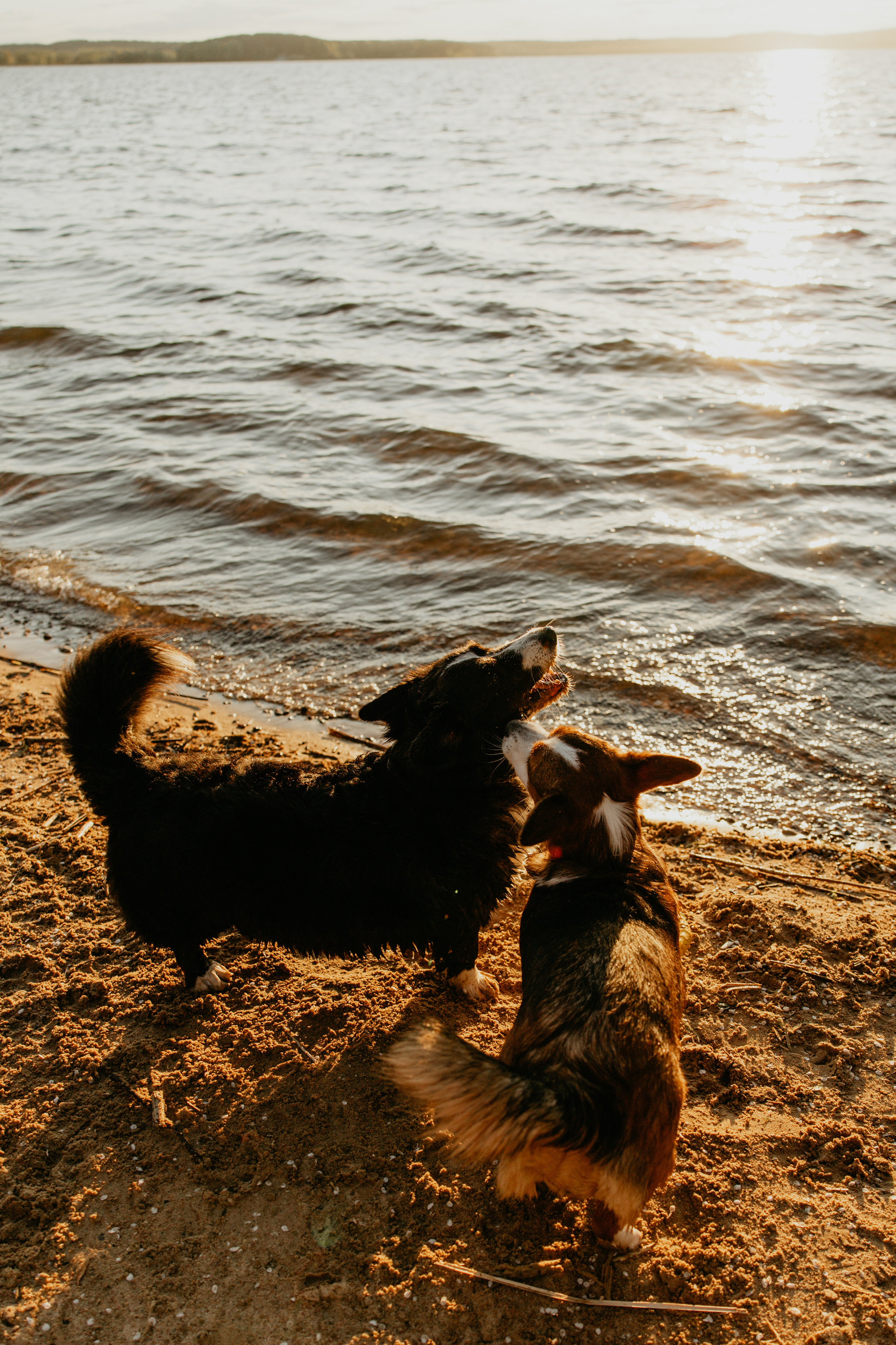 С Корги на Минском море. Свадебный и портретный фотограф Минск Евсович Инна