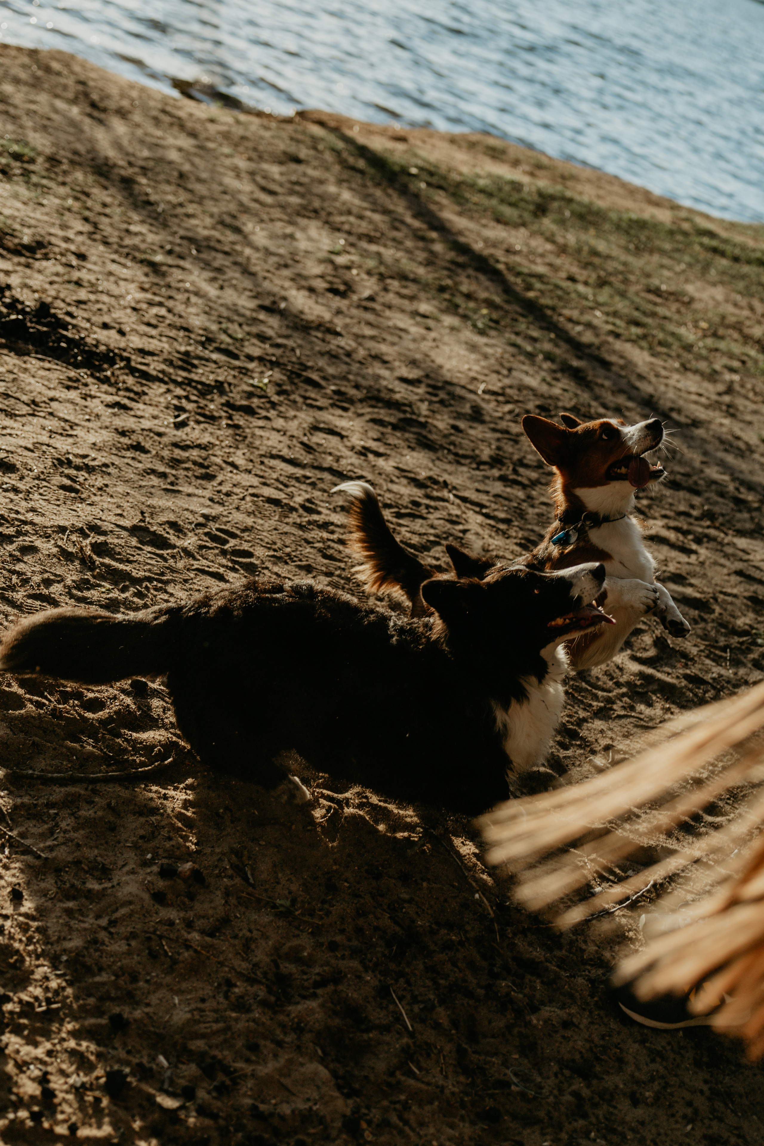 С Корги на Минском море. Свадебный и портретный фотограф Минск Евсович Инна