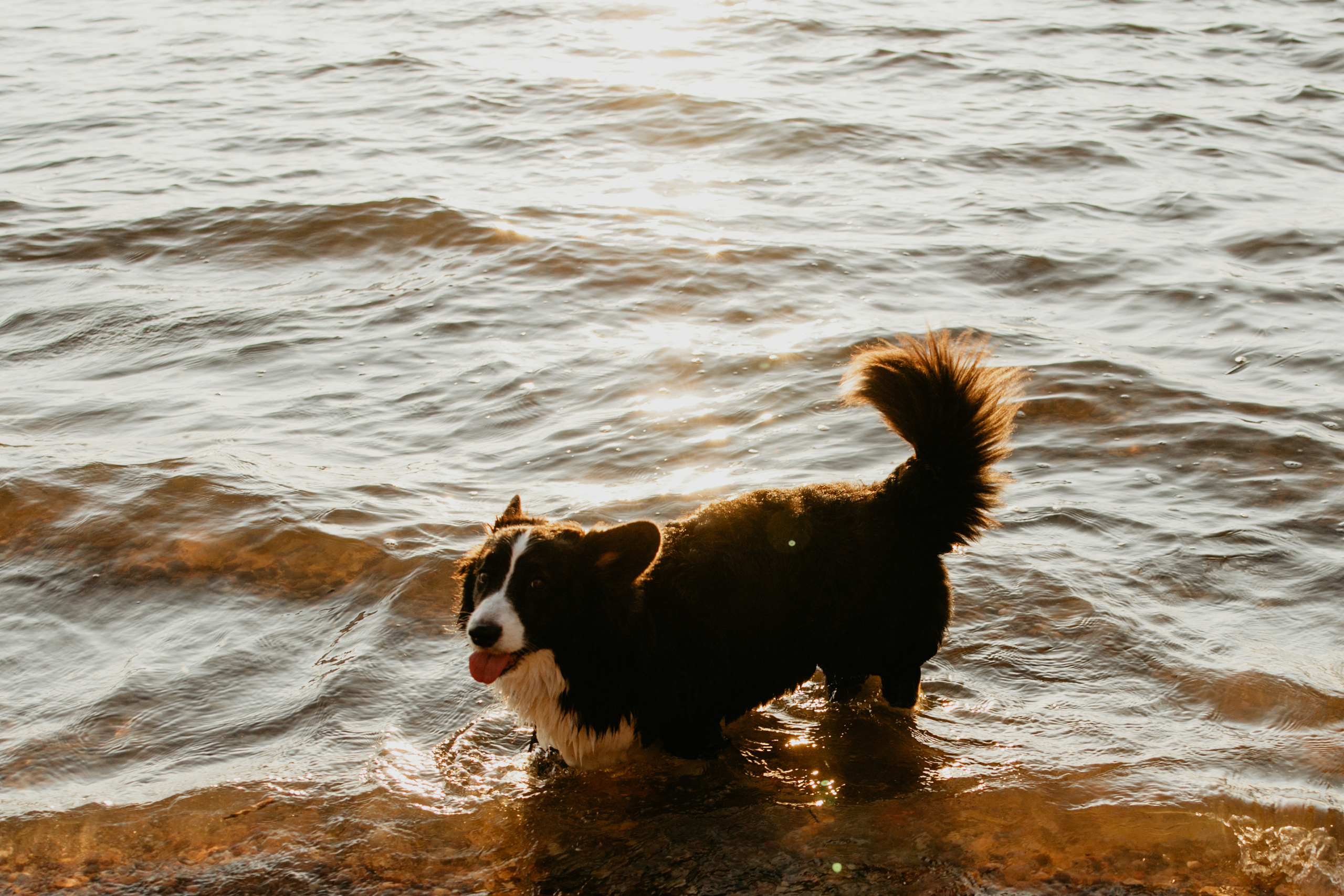 С Корги на Минском море. Свадебный и портретный фотограф Минск Евсович Инна