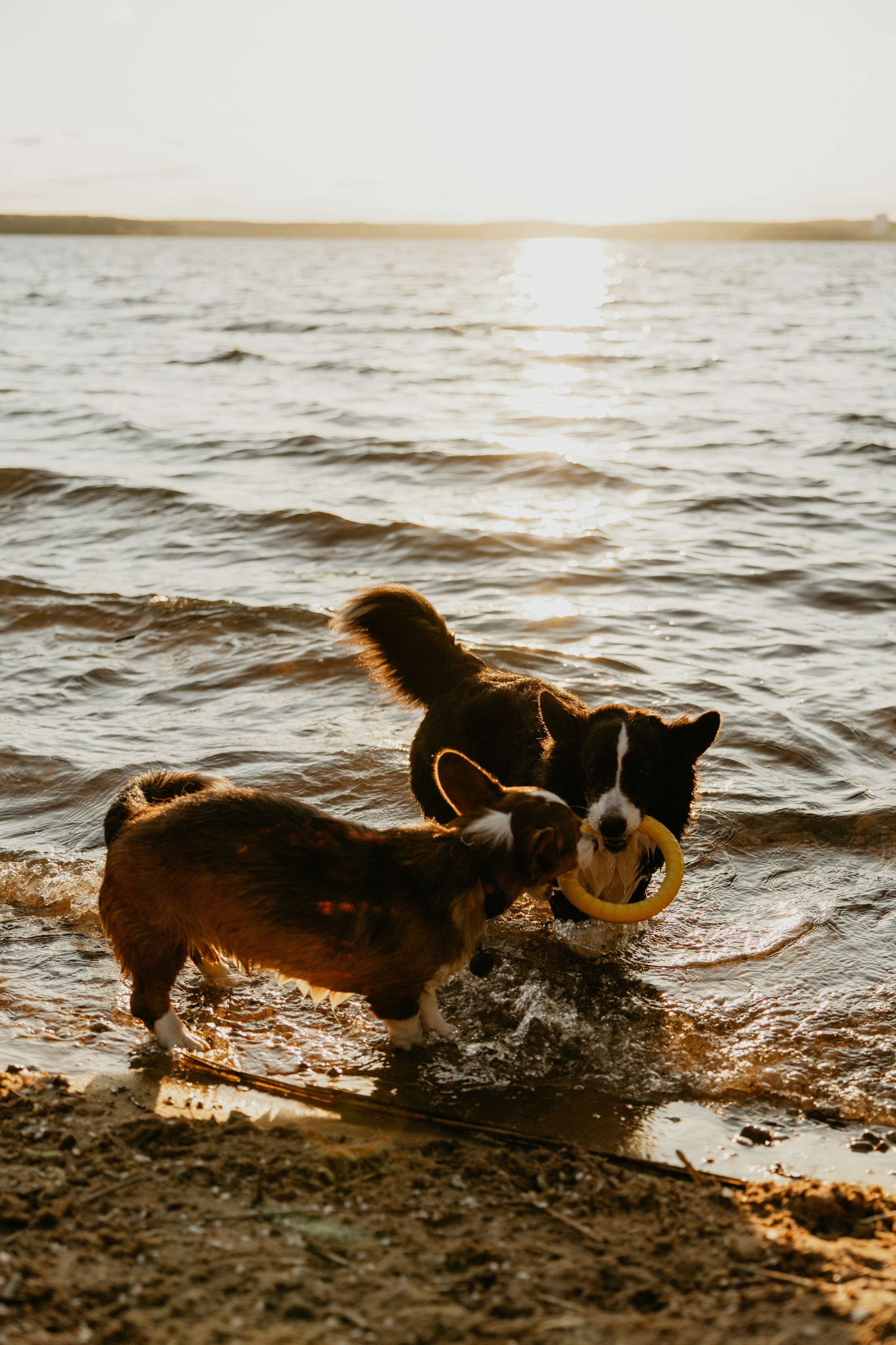 С Корги на Минском море. Свадебный и портретный фотограф Минск Евсович Инна