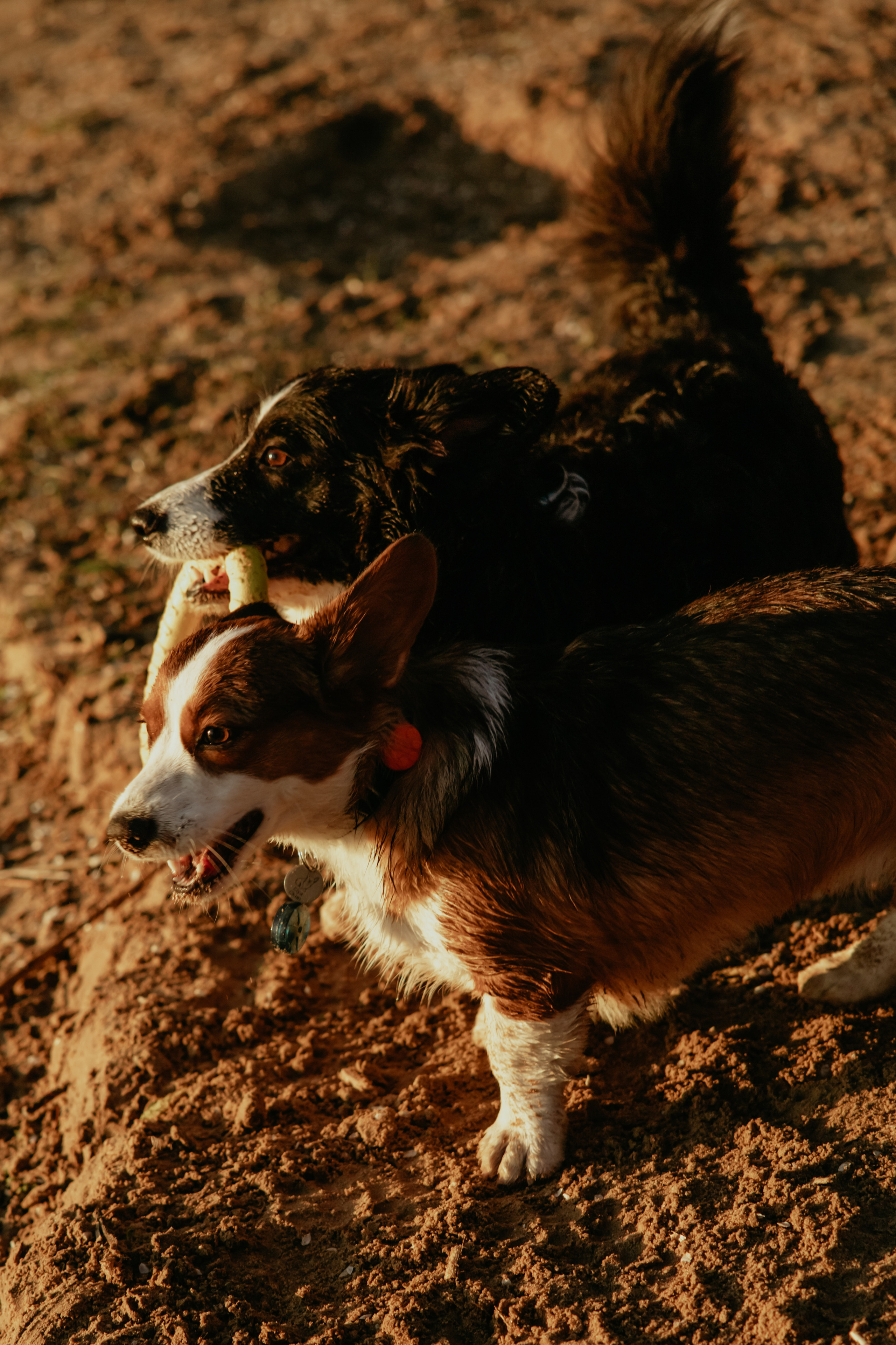 С Корги на Минском море. Свадебный и портретный фотограф Минск Евсович Инна