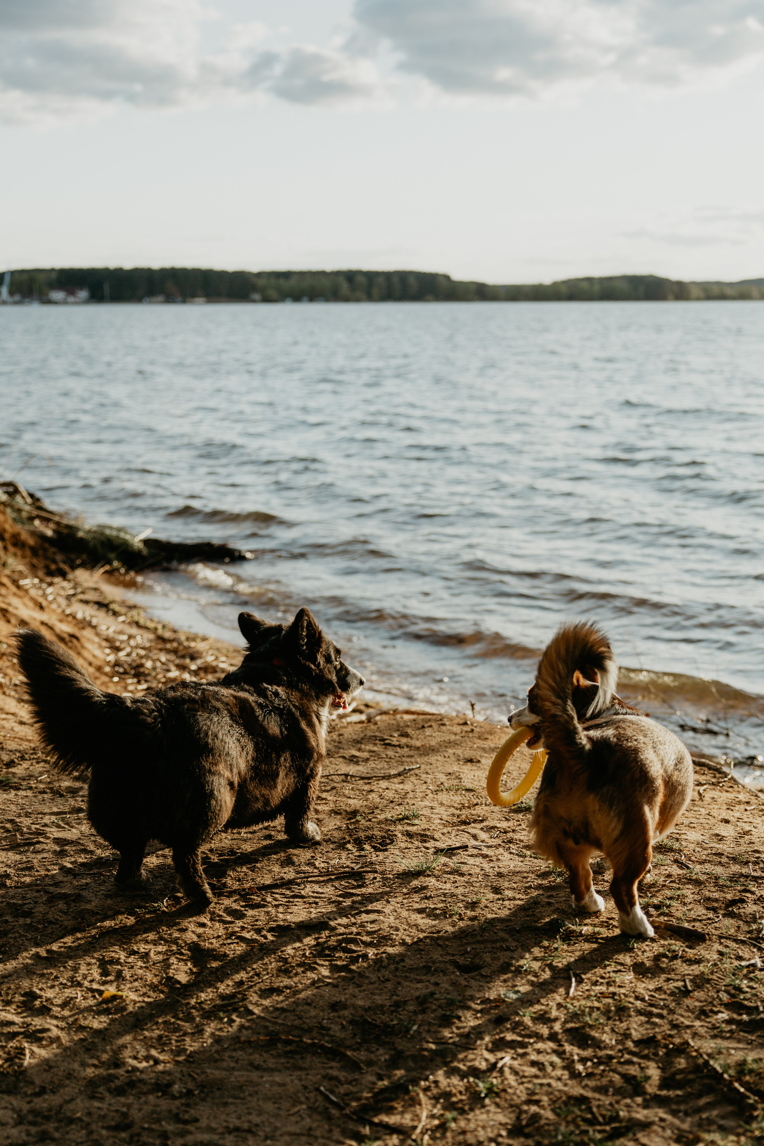 С Корги на Минском море. Свадебный и портретный фотограф Минск Евсович Инна