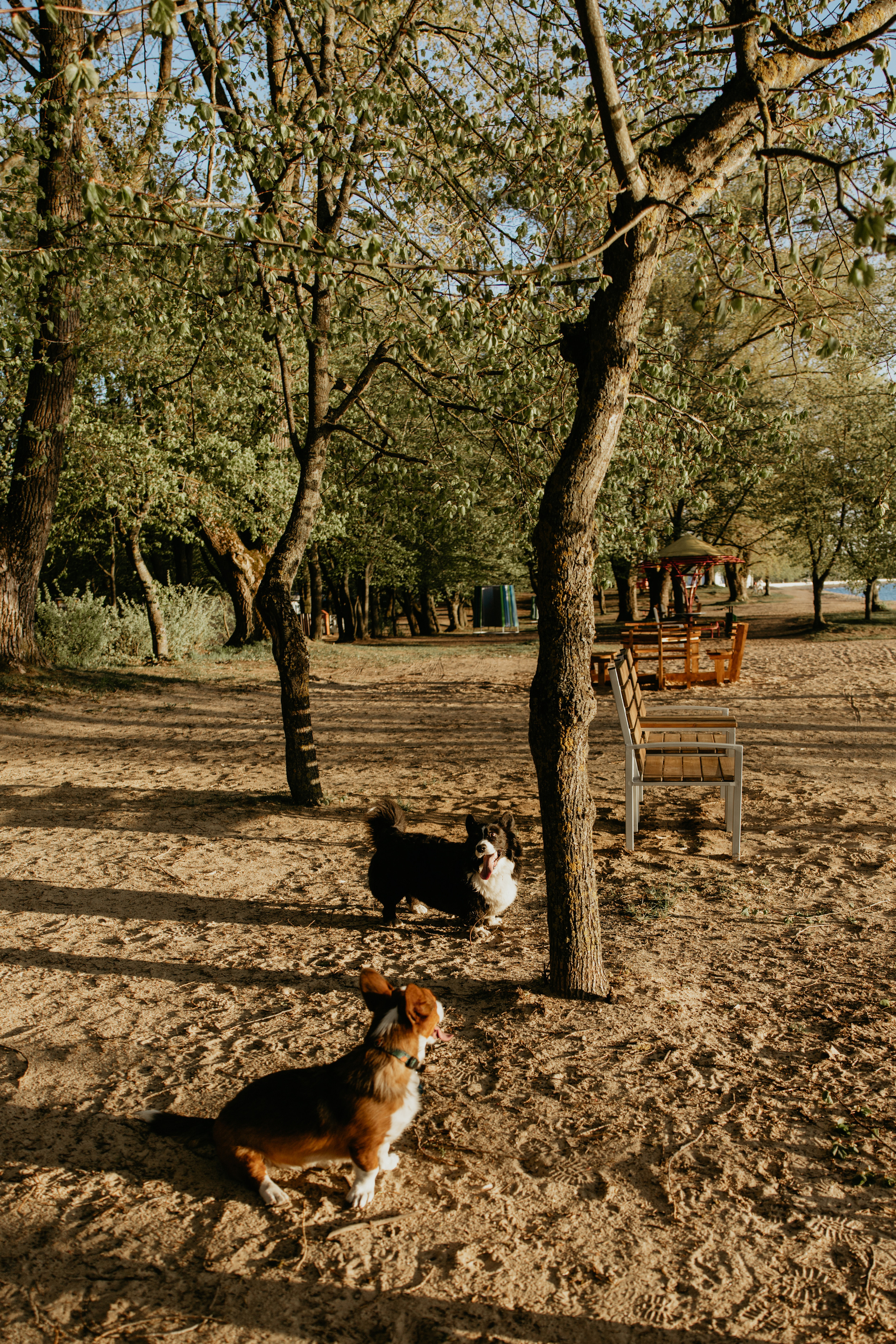 С Корги на Минском море. Свадебный и портретный фотограф Минск Евсович Инна