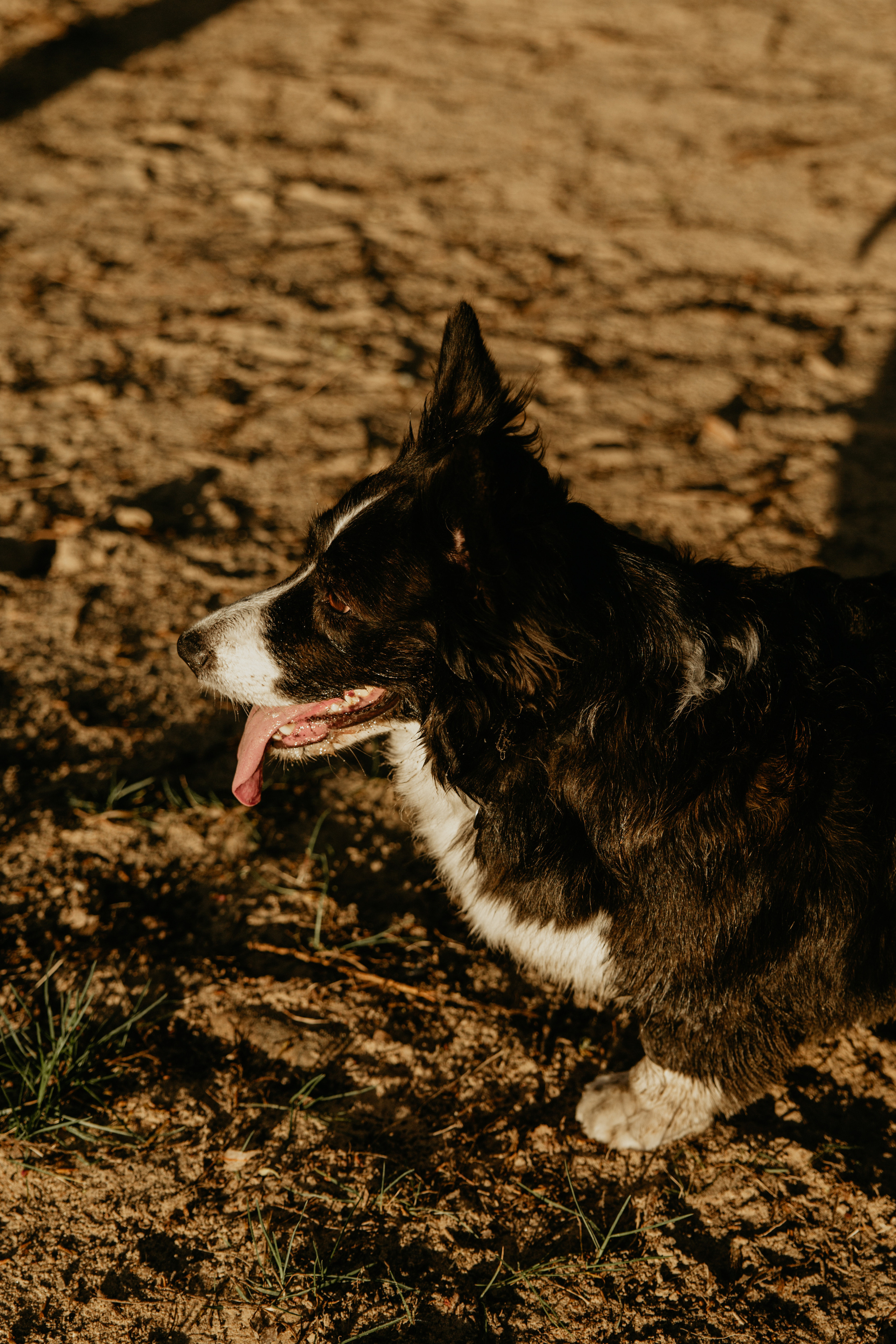 С Корги на Минском море. Свадебный и портретный фотограф Минск Евсович Инна