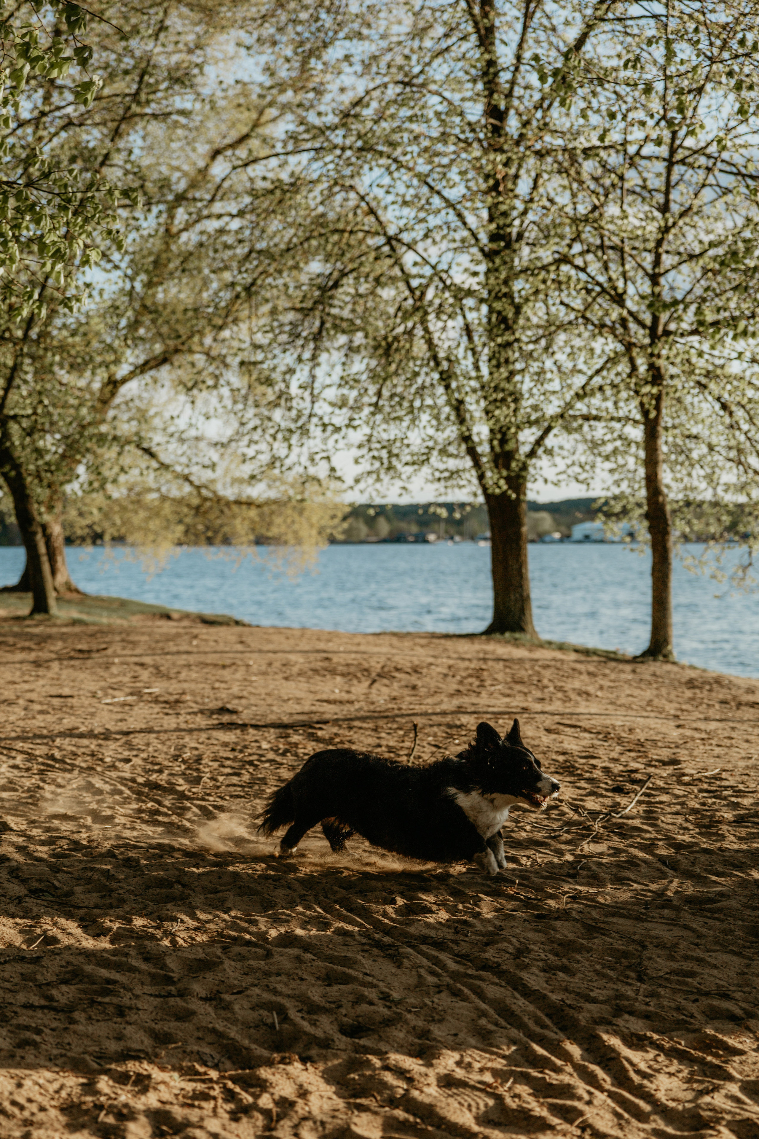 С Корги на Минском море. Свадебный и портретный фотограф Минск Евсович Инна