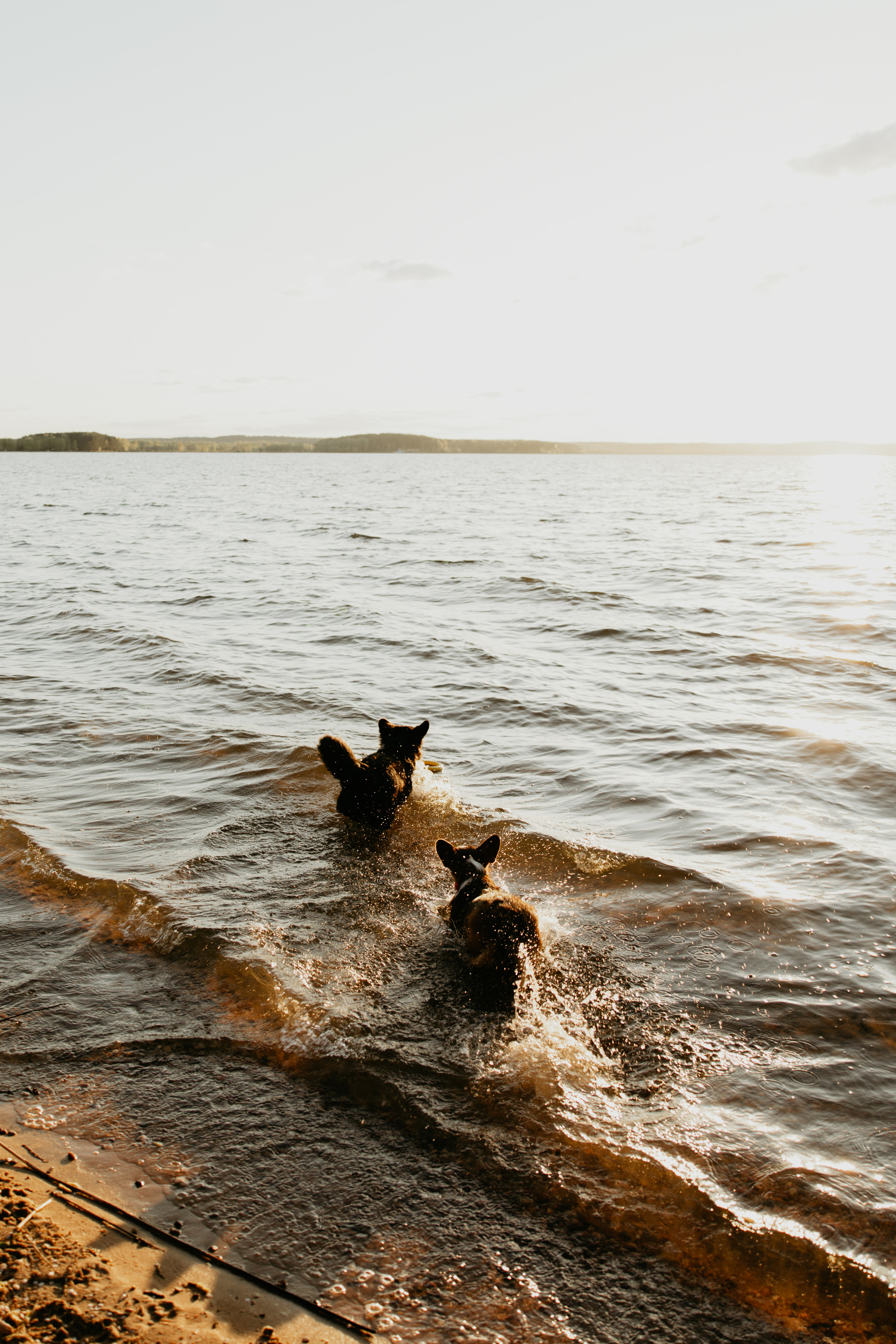 С Корги на Минском море. Свадебный и портретный фотограф Минск Евсович Инна