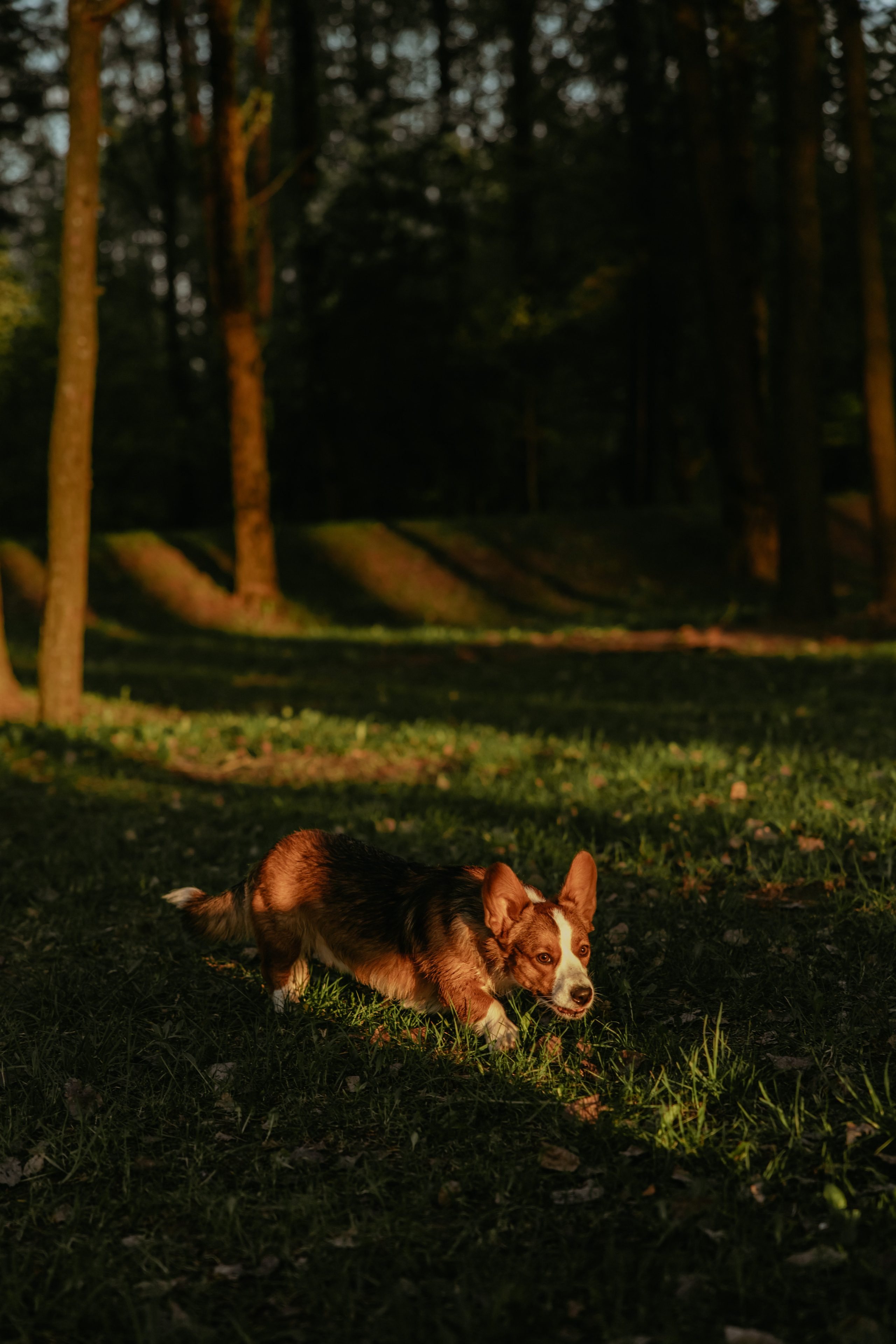 С Корги на Минском море. Свадебный и портретный фотограф Минск Евсович Инна