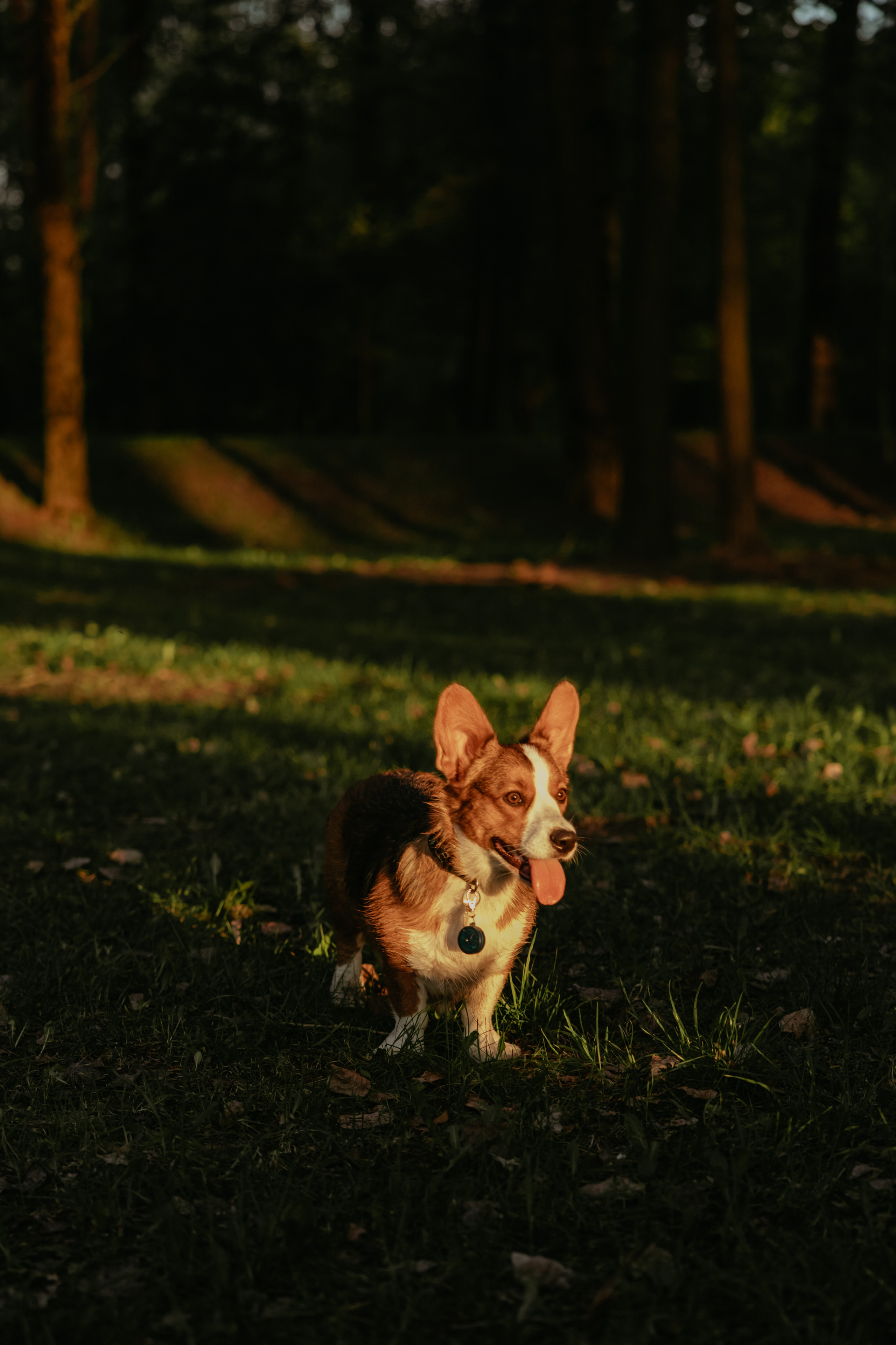 С Корги на Минском море. Свадебный и портретный фотограф Минск Евсович Инна