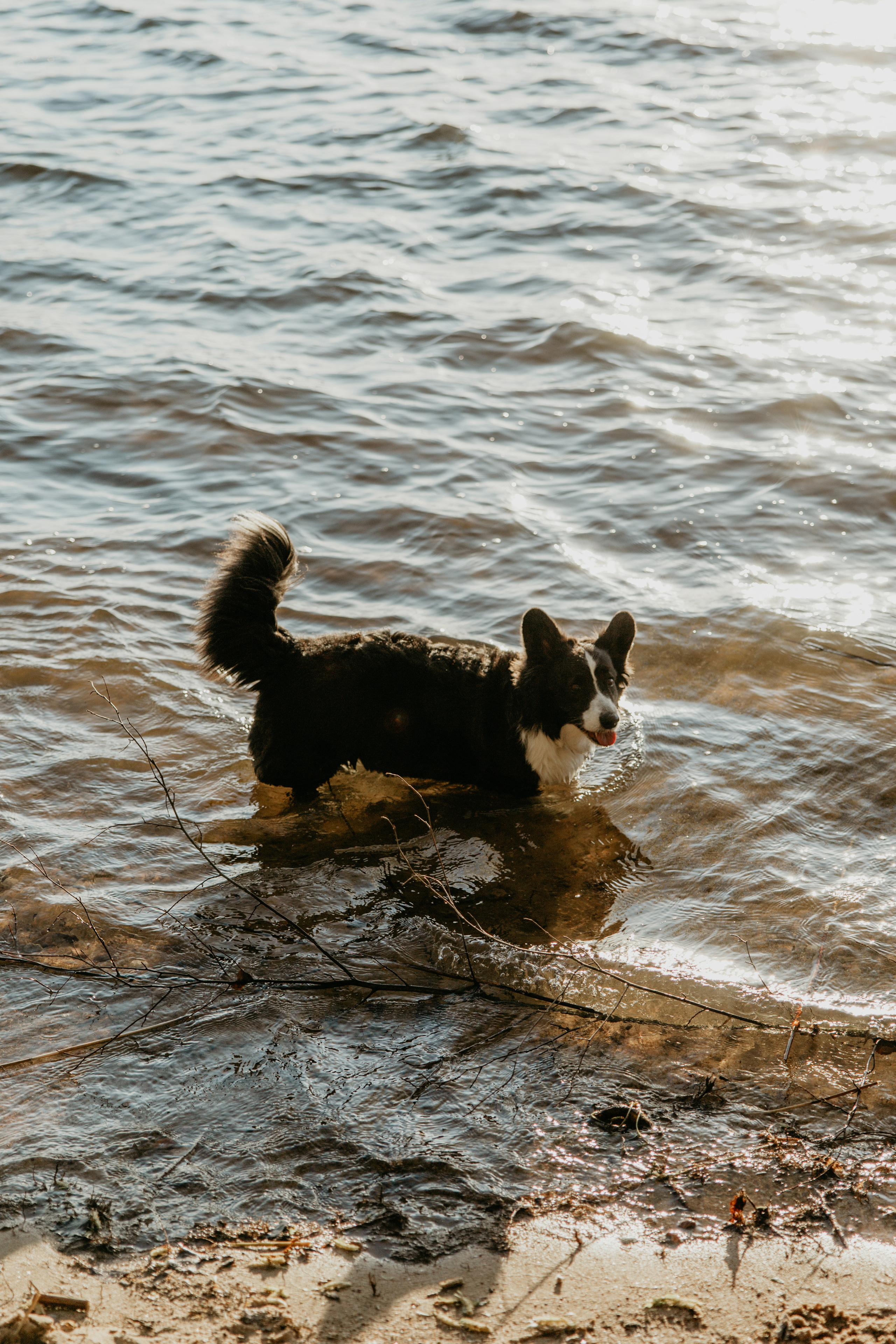 С Корги на Минском море. Свадебный и портретный фотограф Минск Евсович Инна