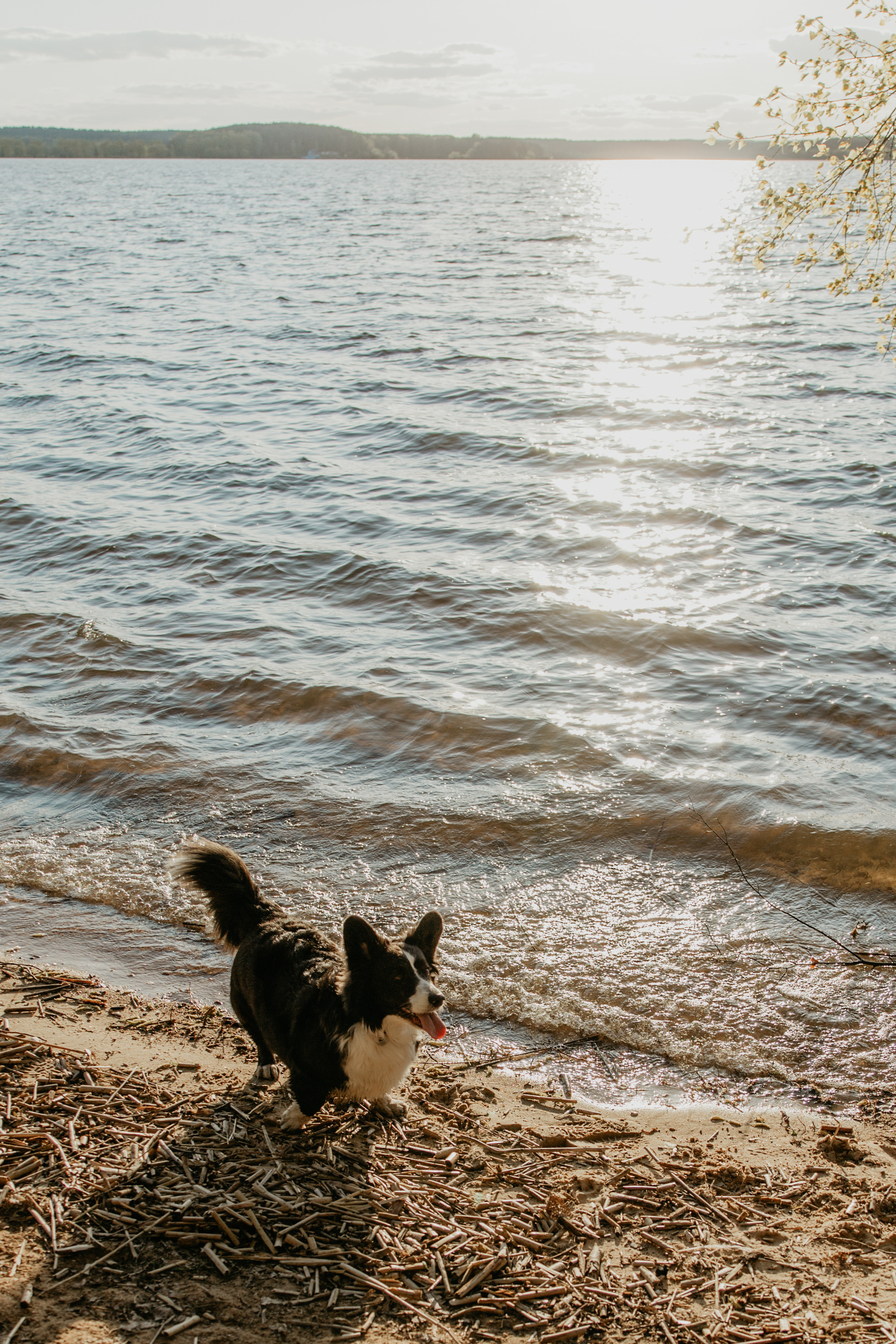 С Корги на Минском море. Свадебный и портретный фотограф Минск Евсович Инна