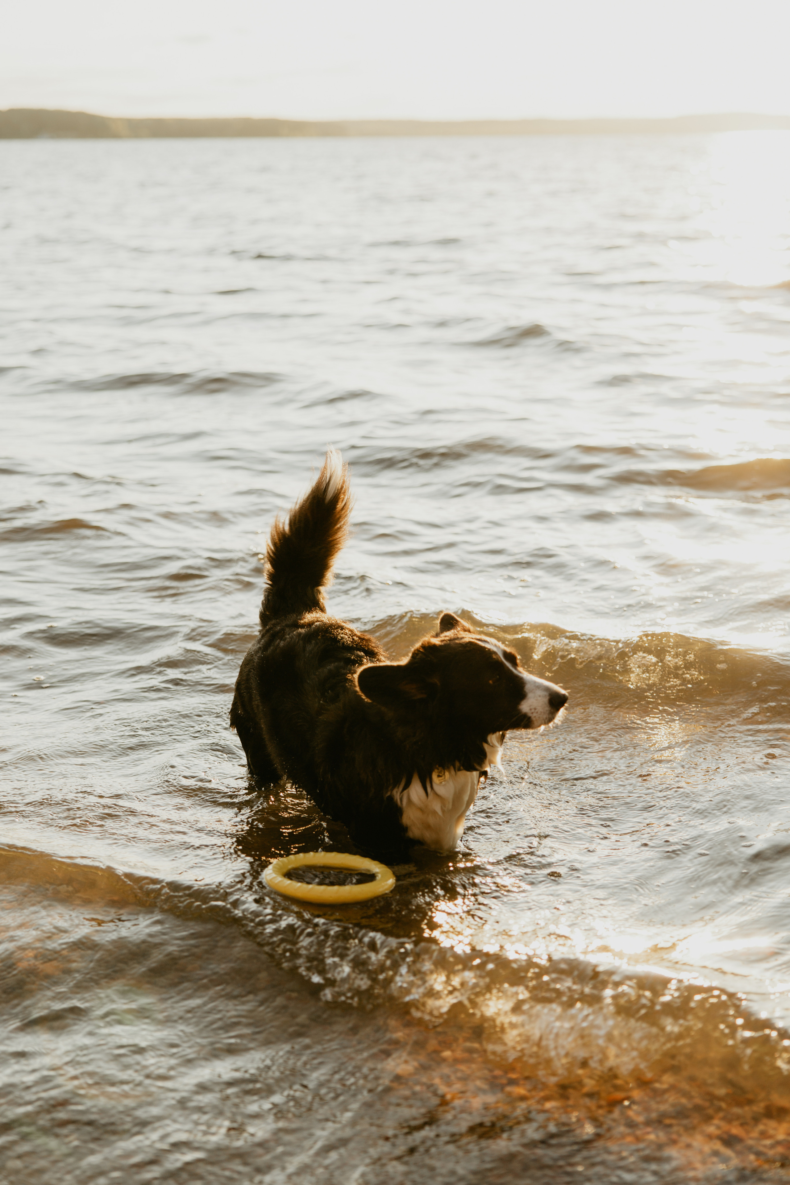 С Корги на Минском море. Свадебный и портретный фотограф Минск Евсович Инна