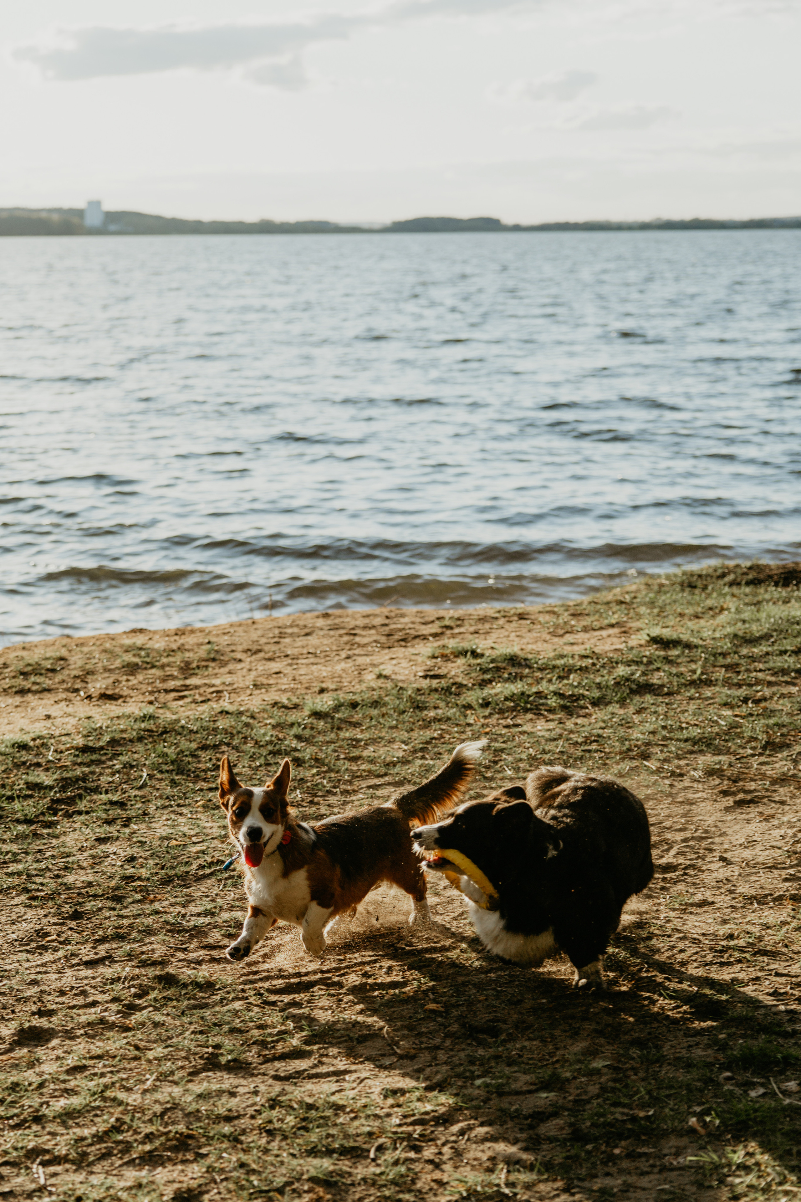 С Корги на Минском море. Свадебный и портретный фотограф Минск Евсович Инна