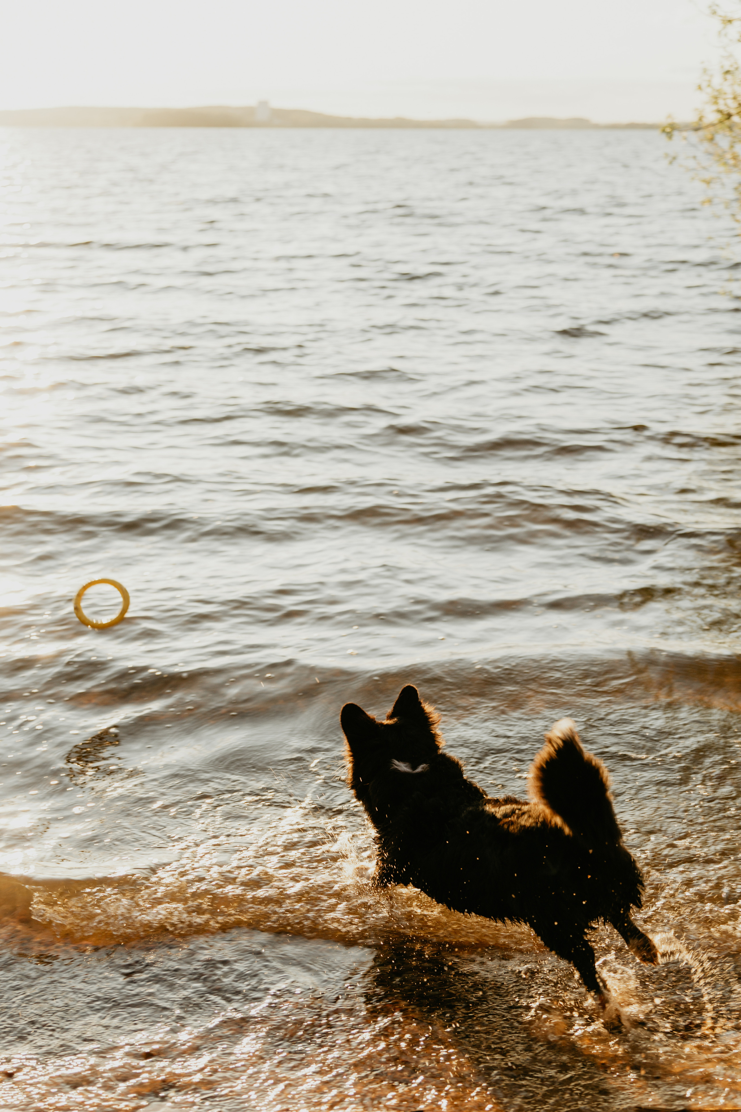 С Корги на Минском море. Свадебный и портретный фотограф Минск Евсович Инна