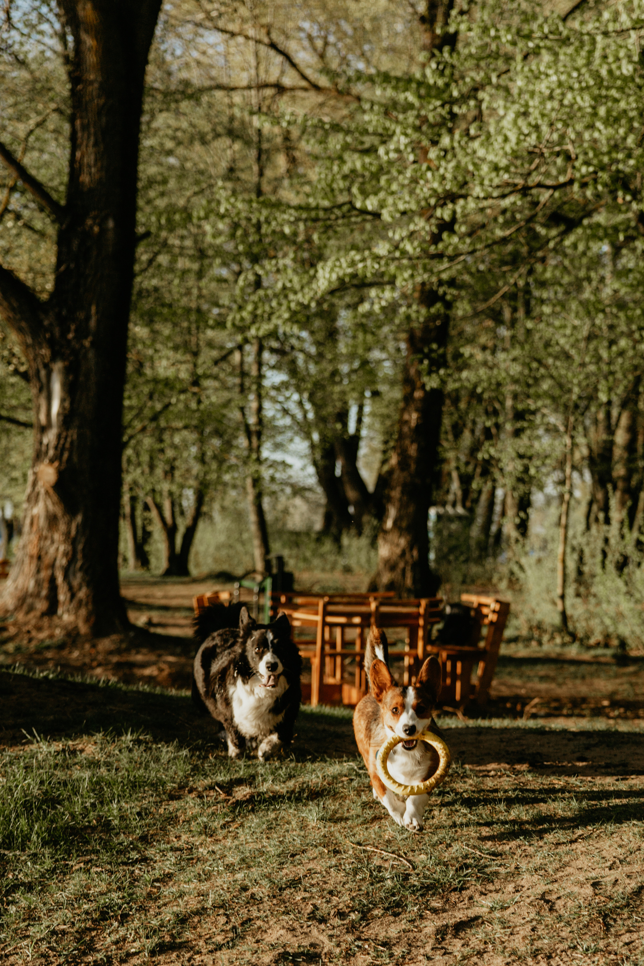 С Корги на Минском море. Свадебный и портретный фотограф Минск Евсович Инна