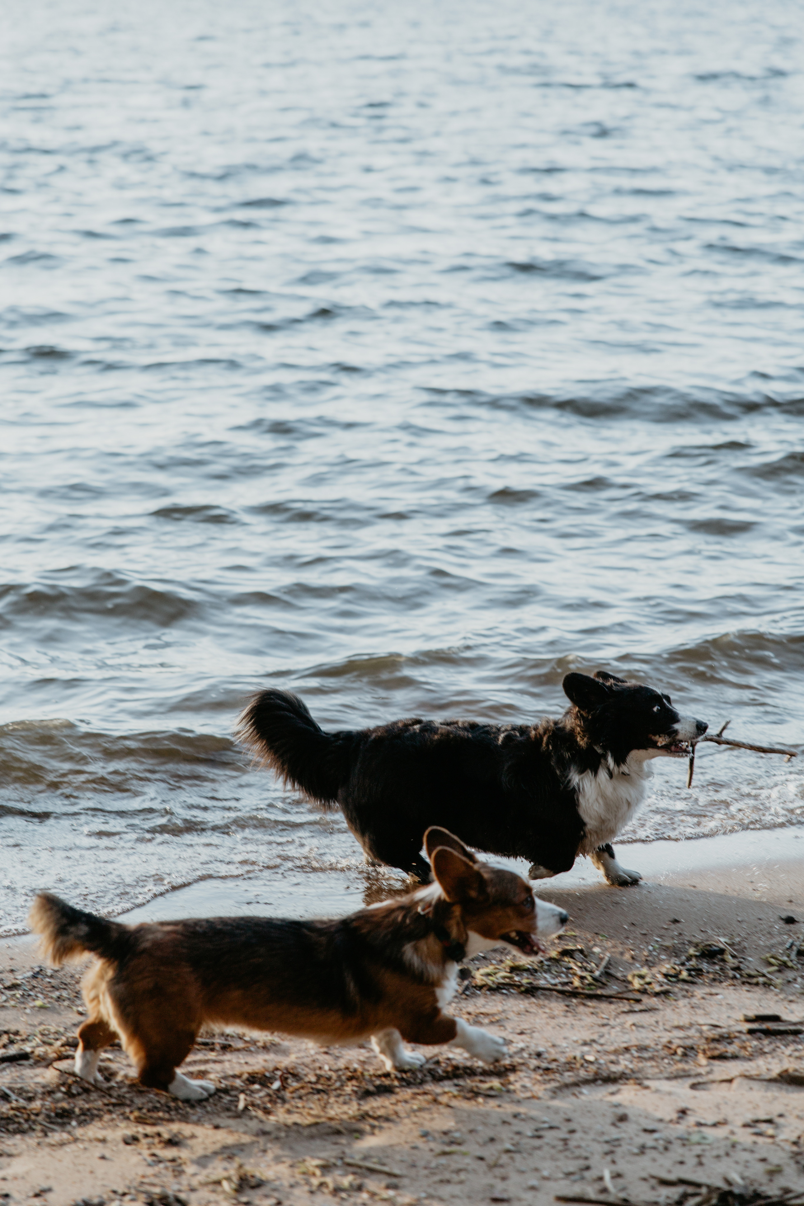 С Корги на Минском море. Свадебный и портретный фотограф Минск Евсович Инна